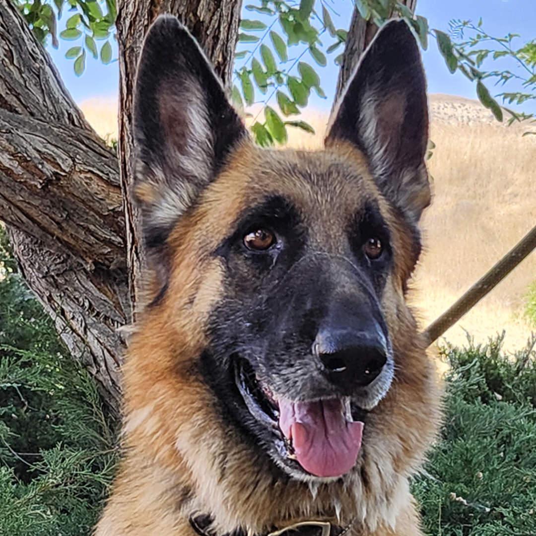 Enlarge Atlas, a Adoptable German Shepherd Dog in Burbank, CA image 1/6