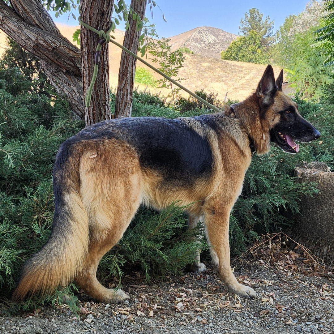 Enlarge Atlas, a Adoptable German Shepherd Dog in Burbank, CA image 6/6