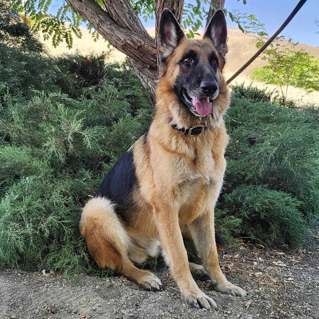 Enlarge Atlas, a Adoptable German Shepherd Dog in Burbank, CA image 2/6