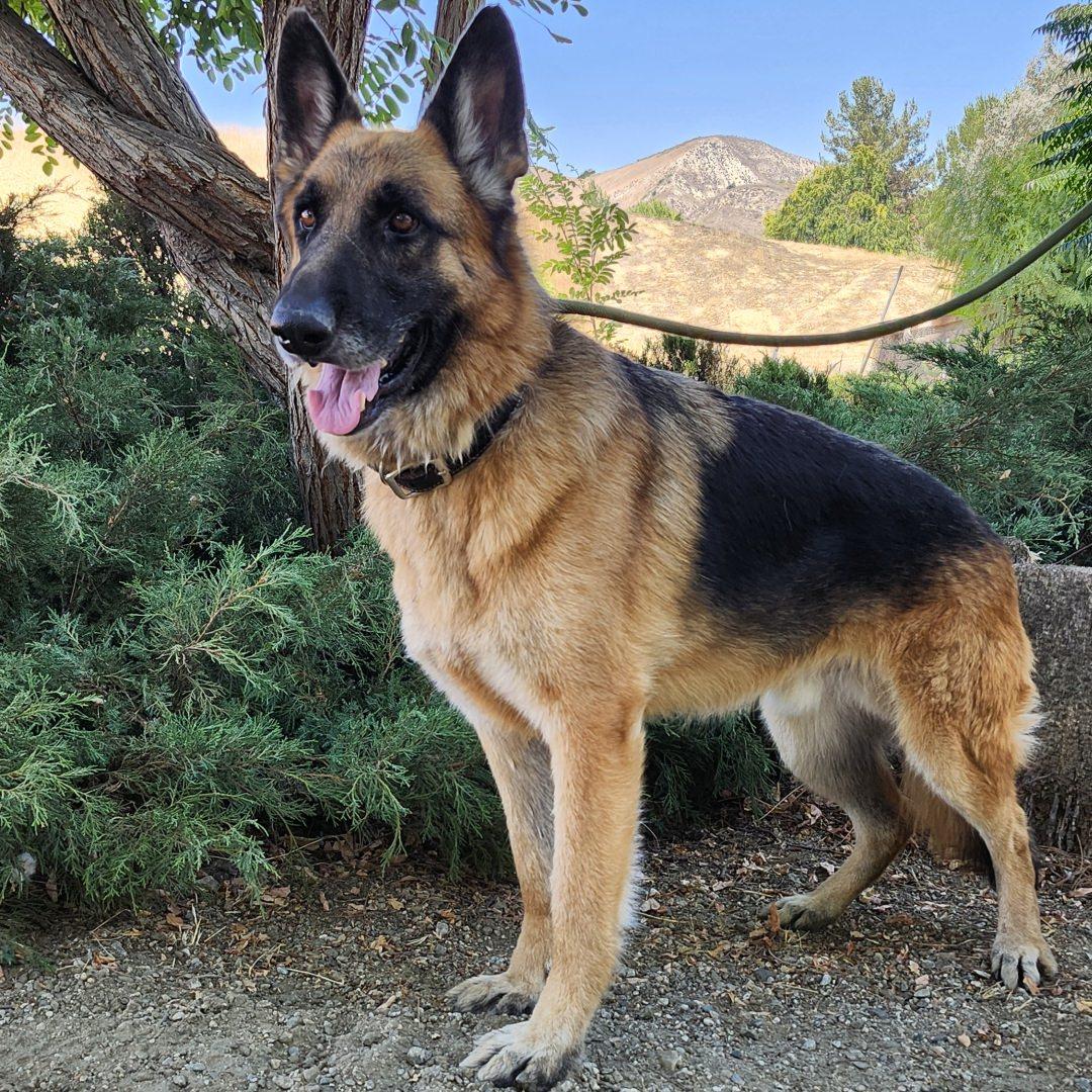 Enlarge Atlas, a Adoptable German Shepherd Dog in Burbank, CA image 3/6