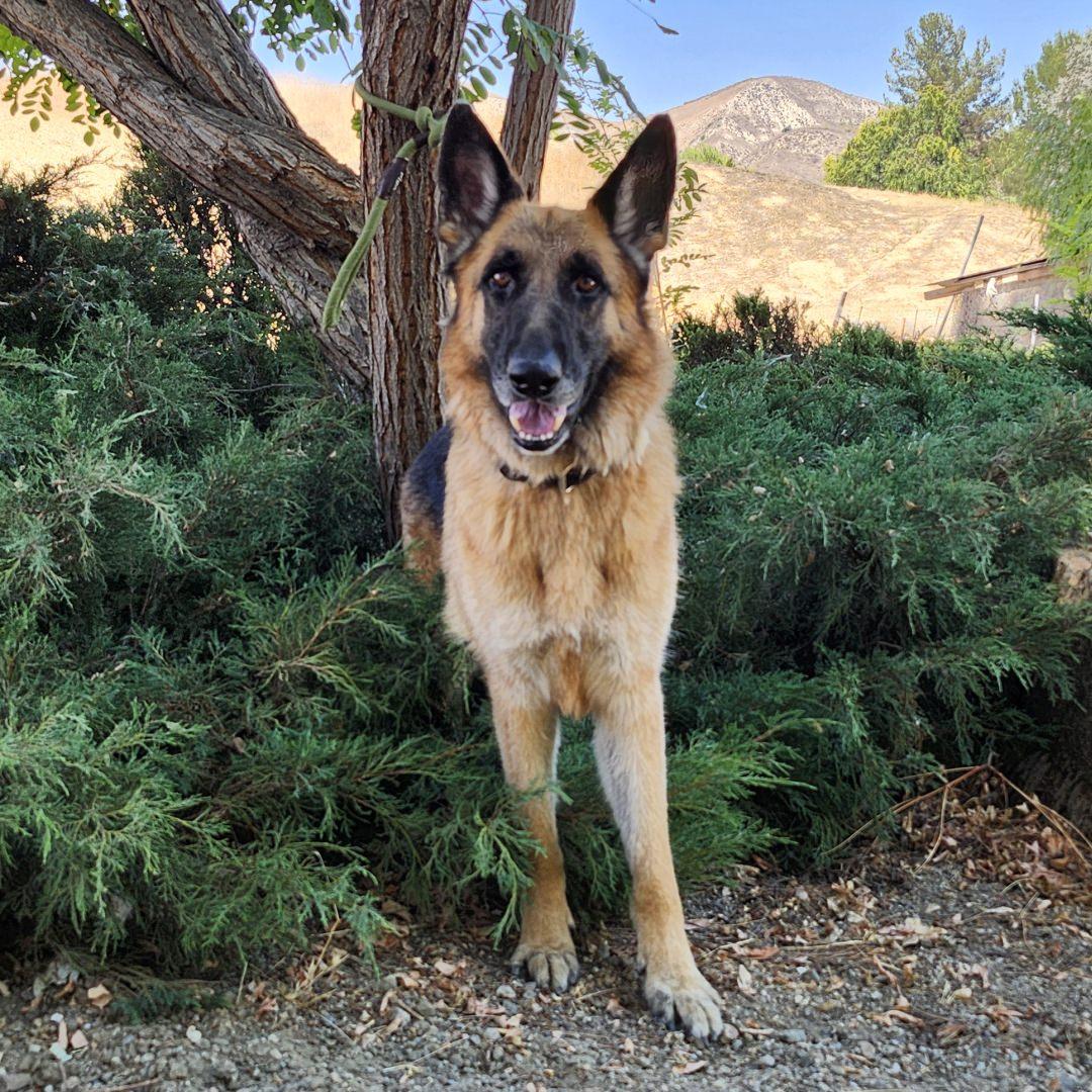 Enlarge Atlas, a Adoptable German Shepherd Dog in Burbank, CA image 4/6
