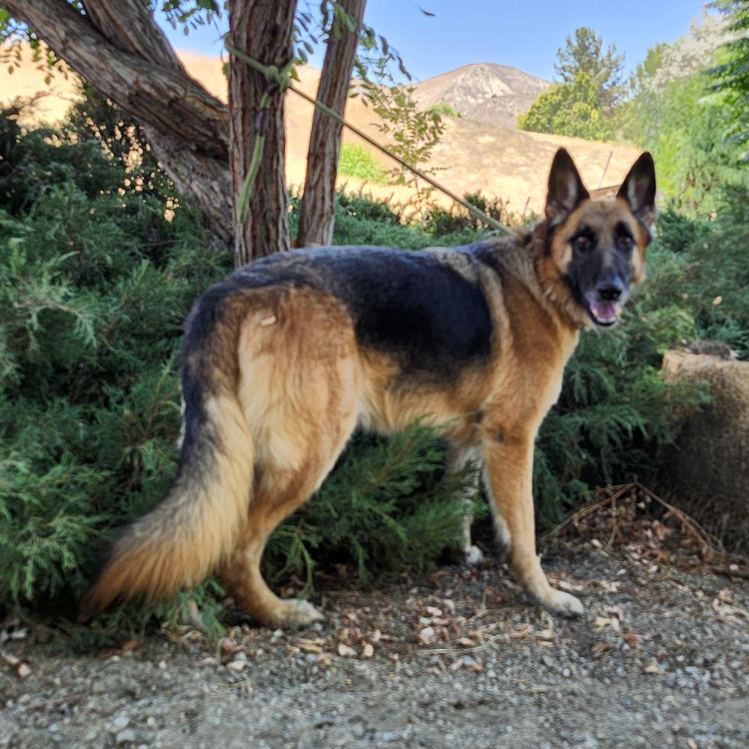 Enlarge Atlas, a Adoptable German Shepherd Dog in Burbank, CA image 5/6