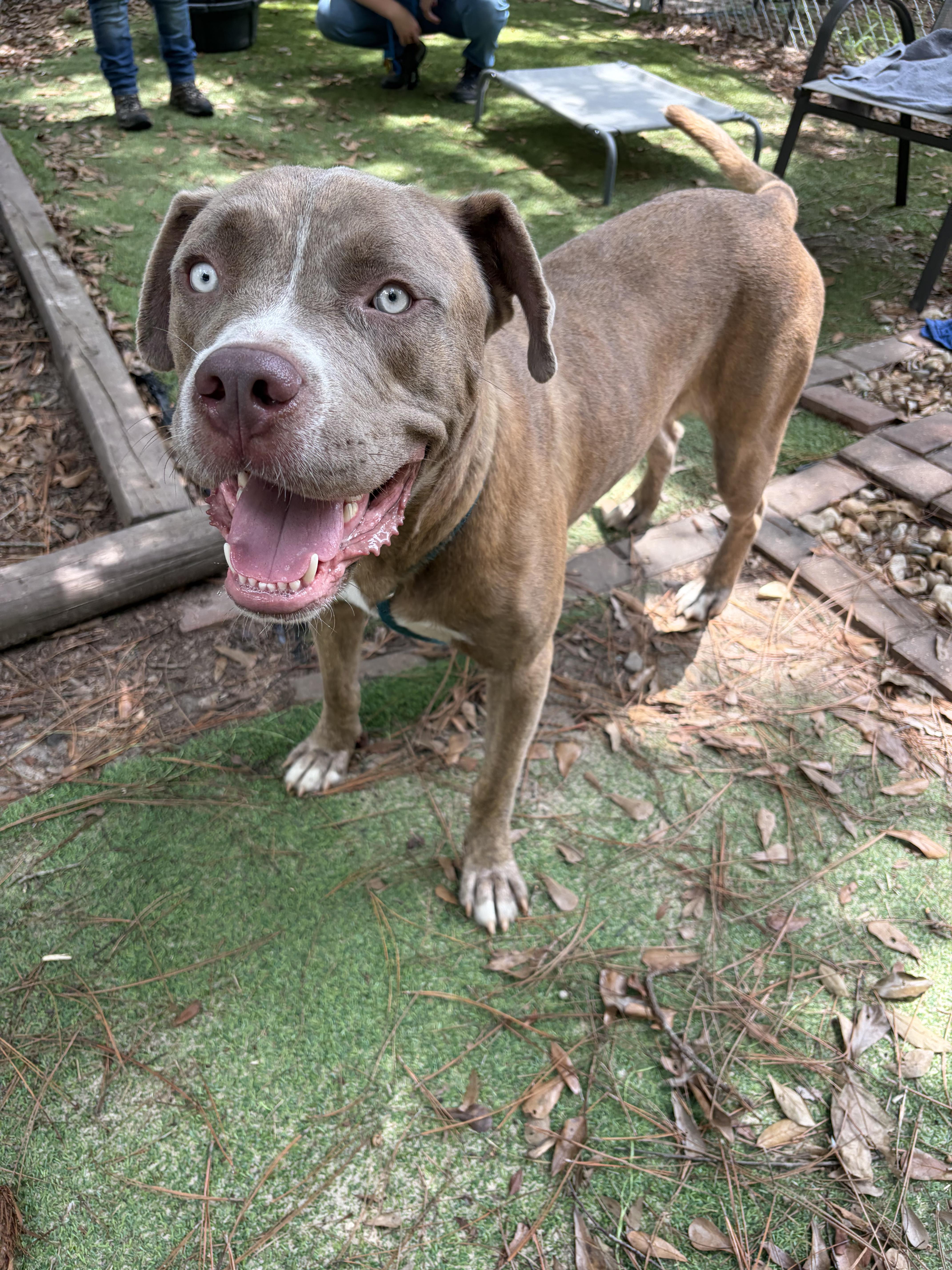 Zeus, Adoptable, Young Male American Bully.