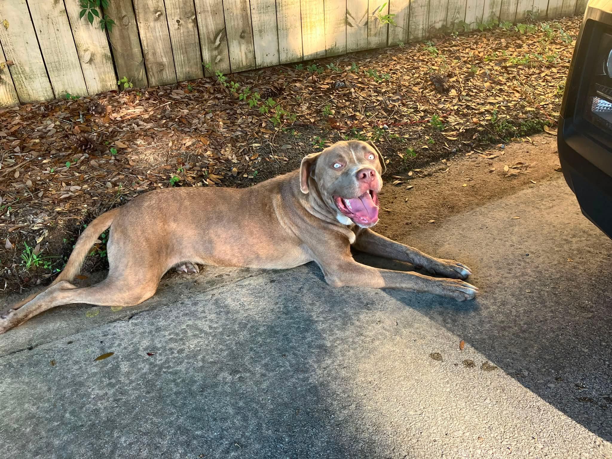 Enlarge Zeus, a Adoptable American Bully in PENSACOLA, FL image 2/5