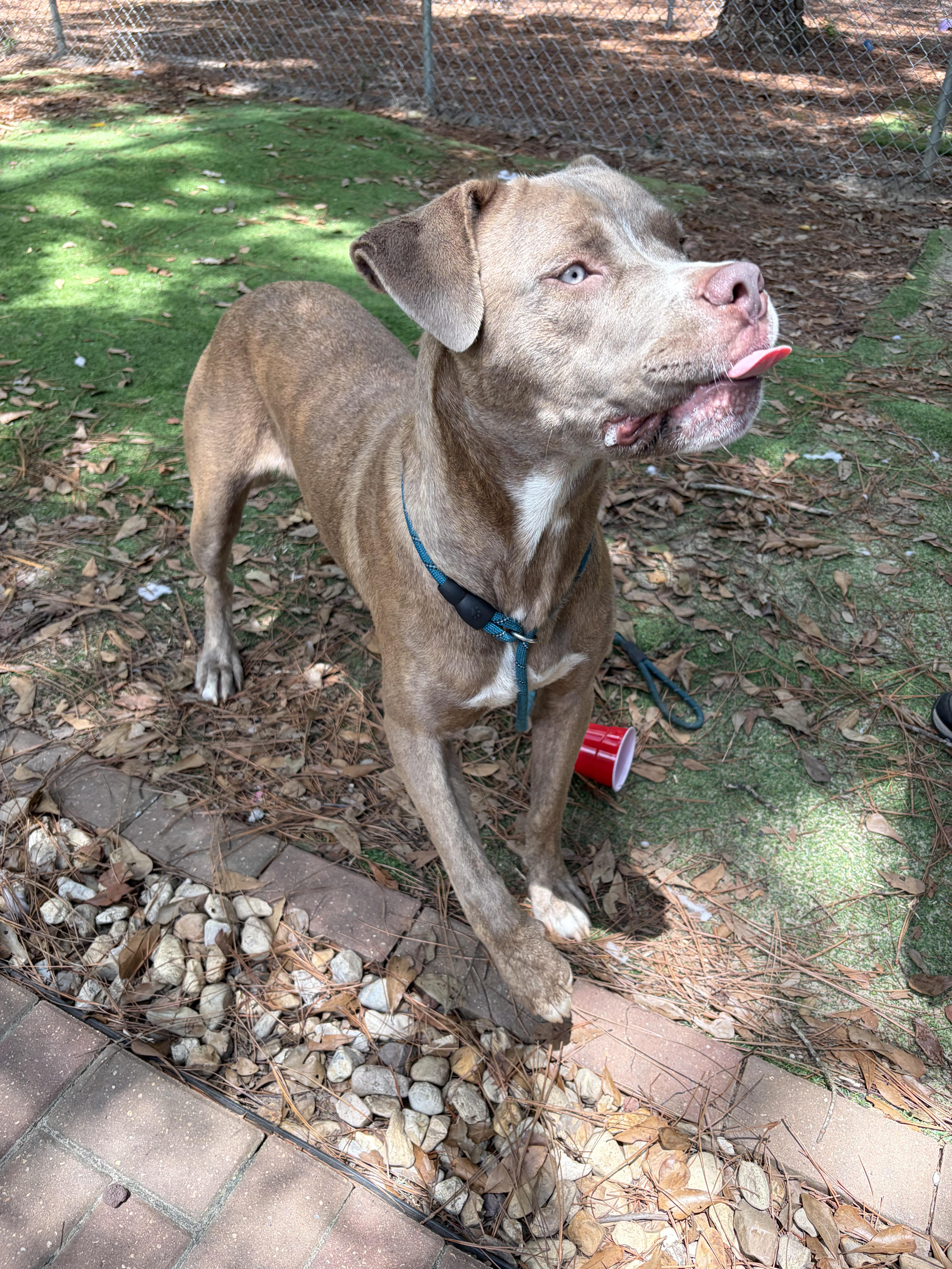Enlarge Zeus, a Adoptable American Bully in PENSACOLA, FL image 3/5