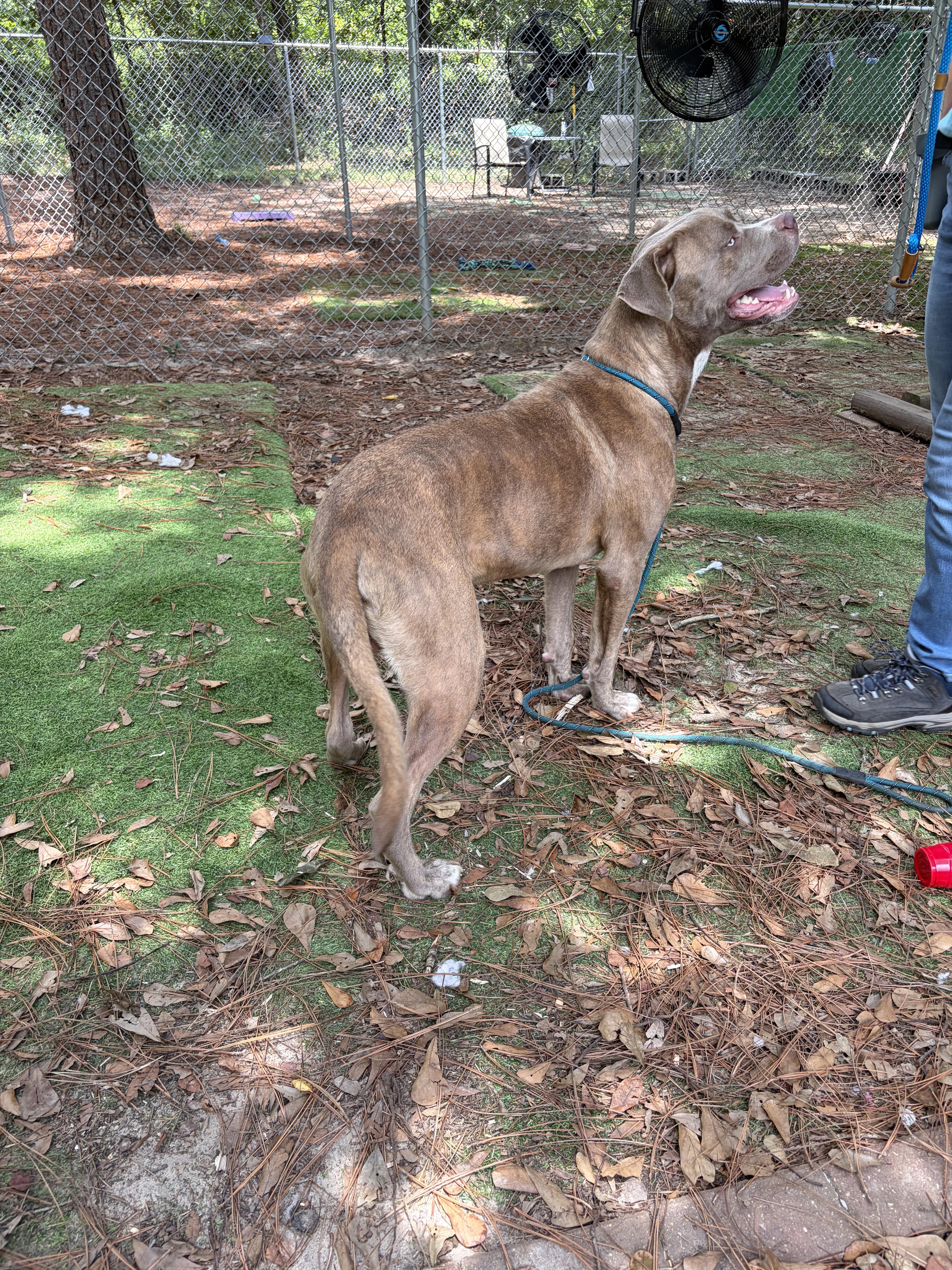 Enlarge Zeus, a Adoptable American Bully in PENSACOLA, FL image 4/5