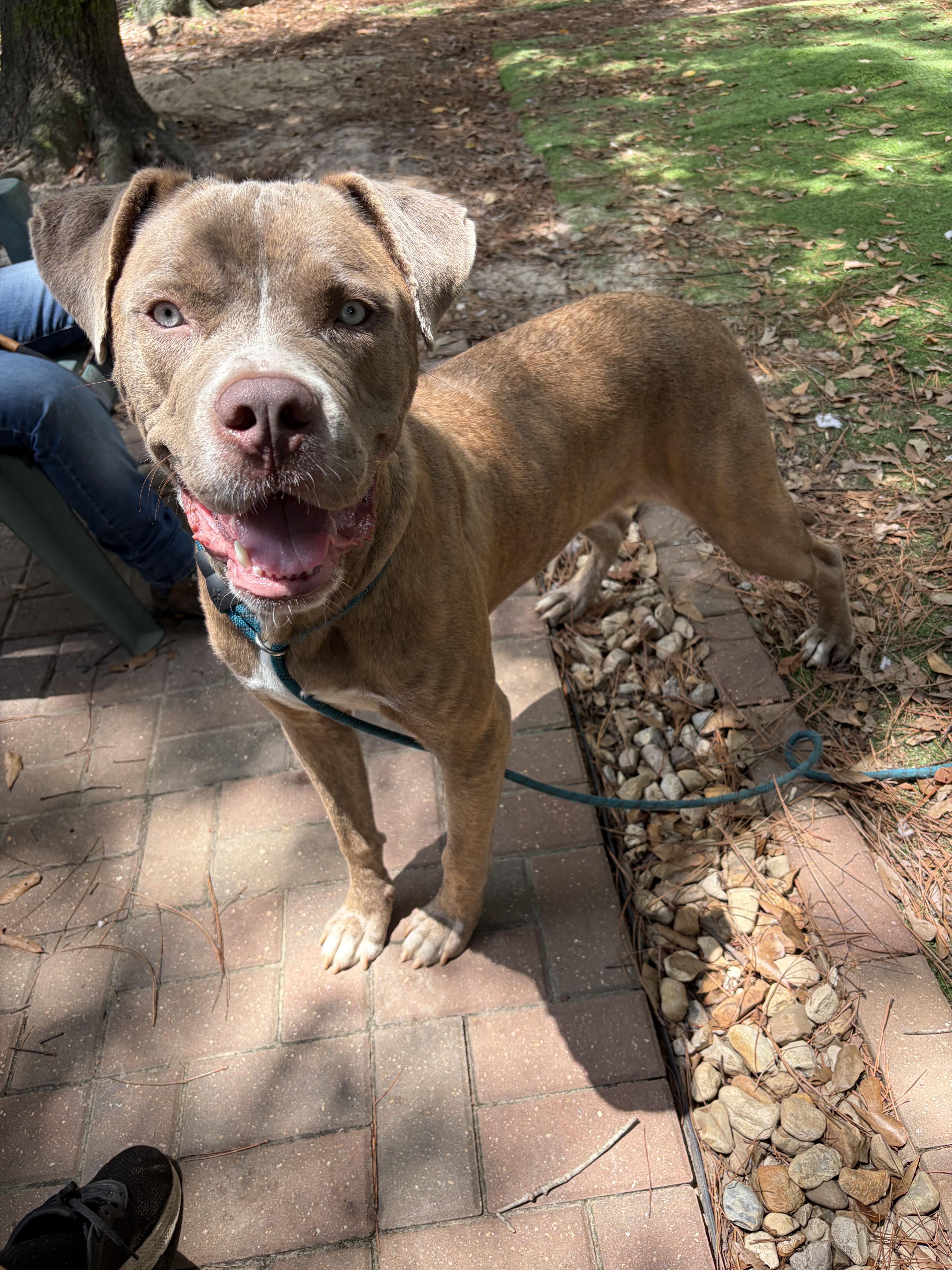 Enlarge Zeus, a Adoptable American Bully in PENSACOLA, FL image 5/5