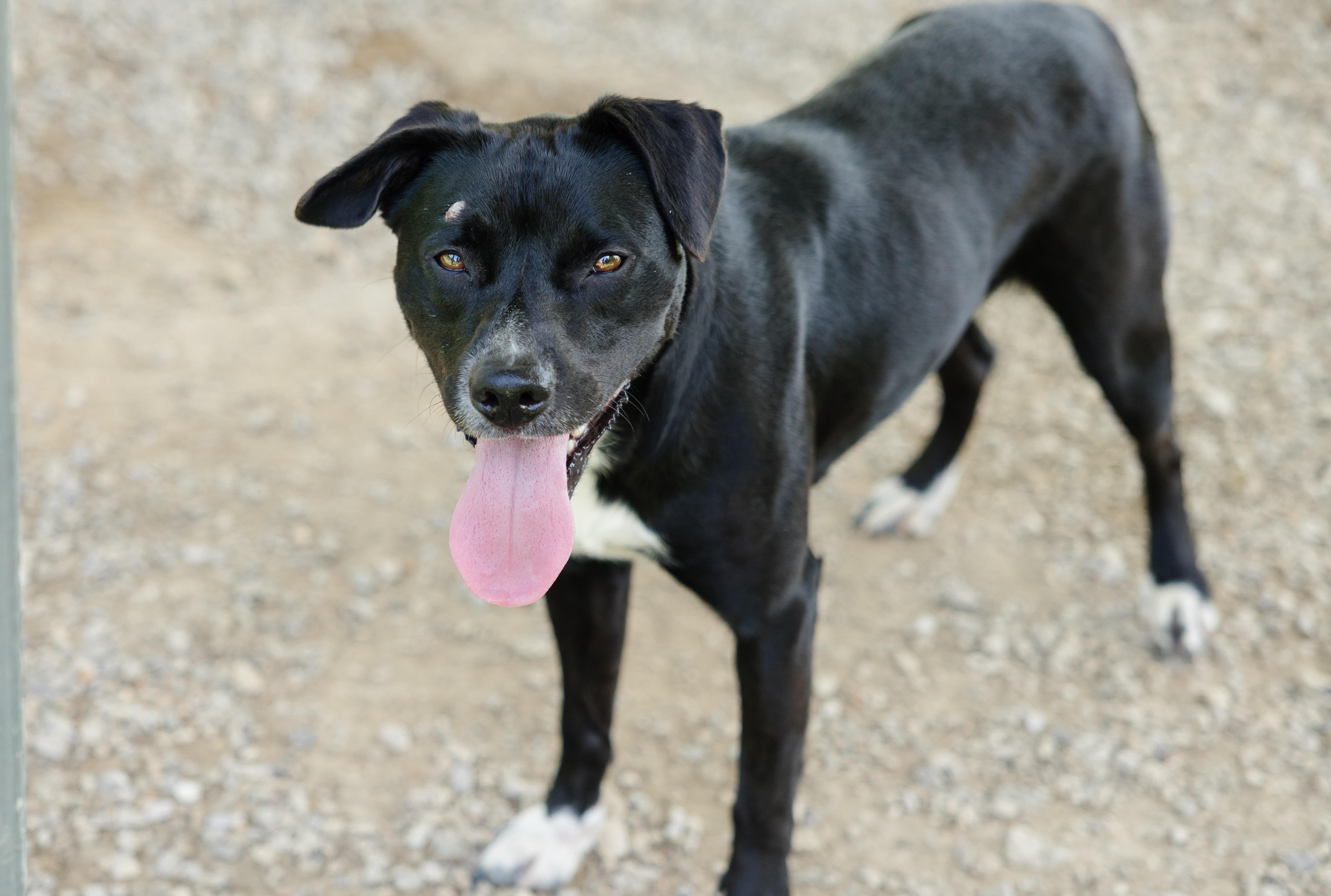 Laguna, a ADOPTABLE mixed breed in Newburgh, IN image 3/4