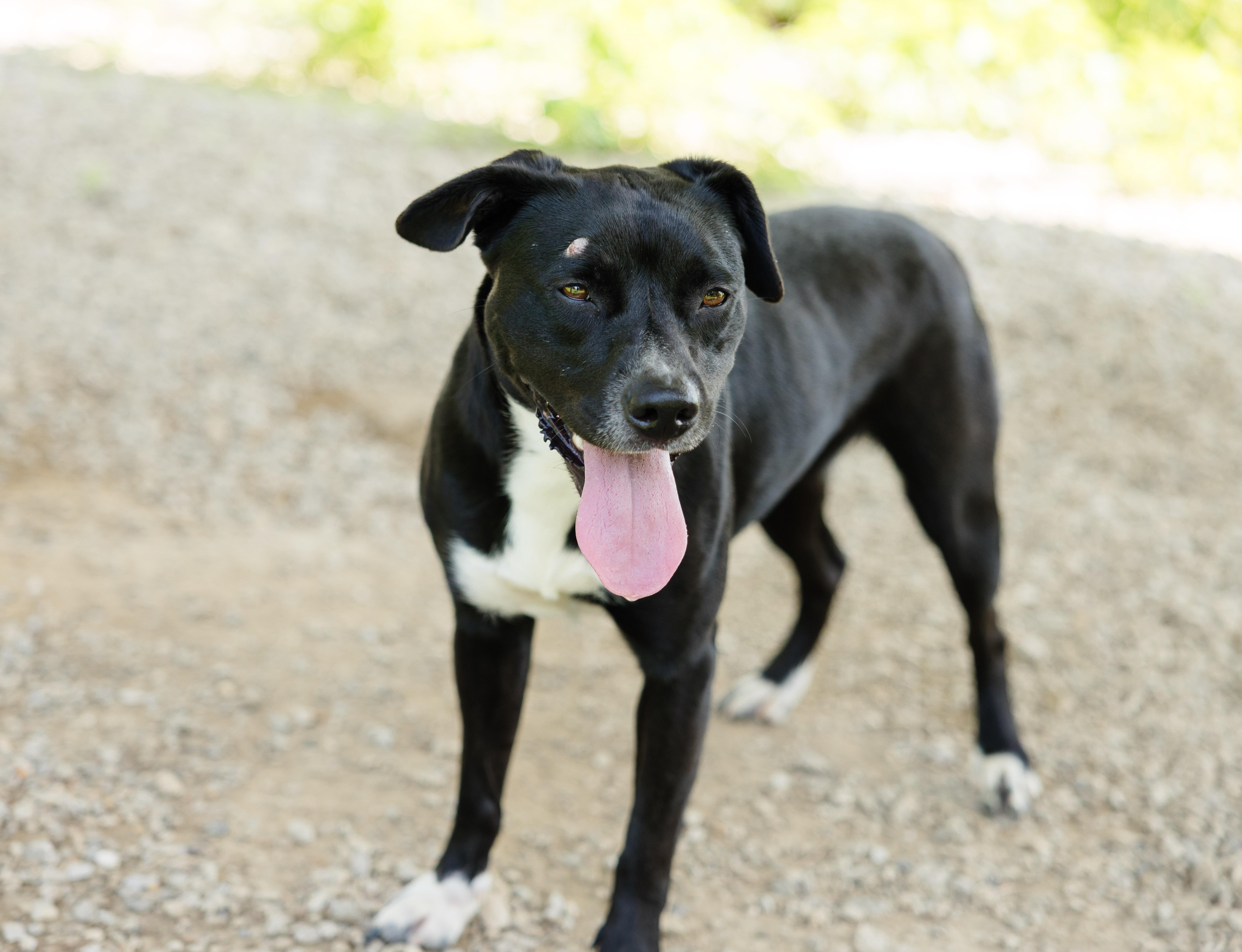 Laguna, a ADOPTABLE mixed breed in Newburgh, IN image 2/4