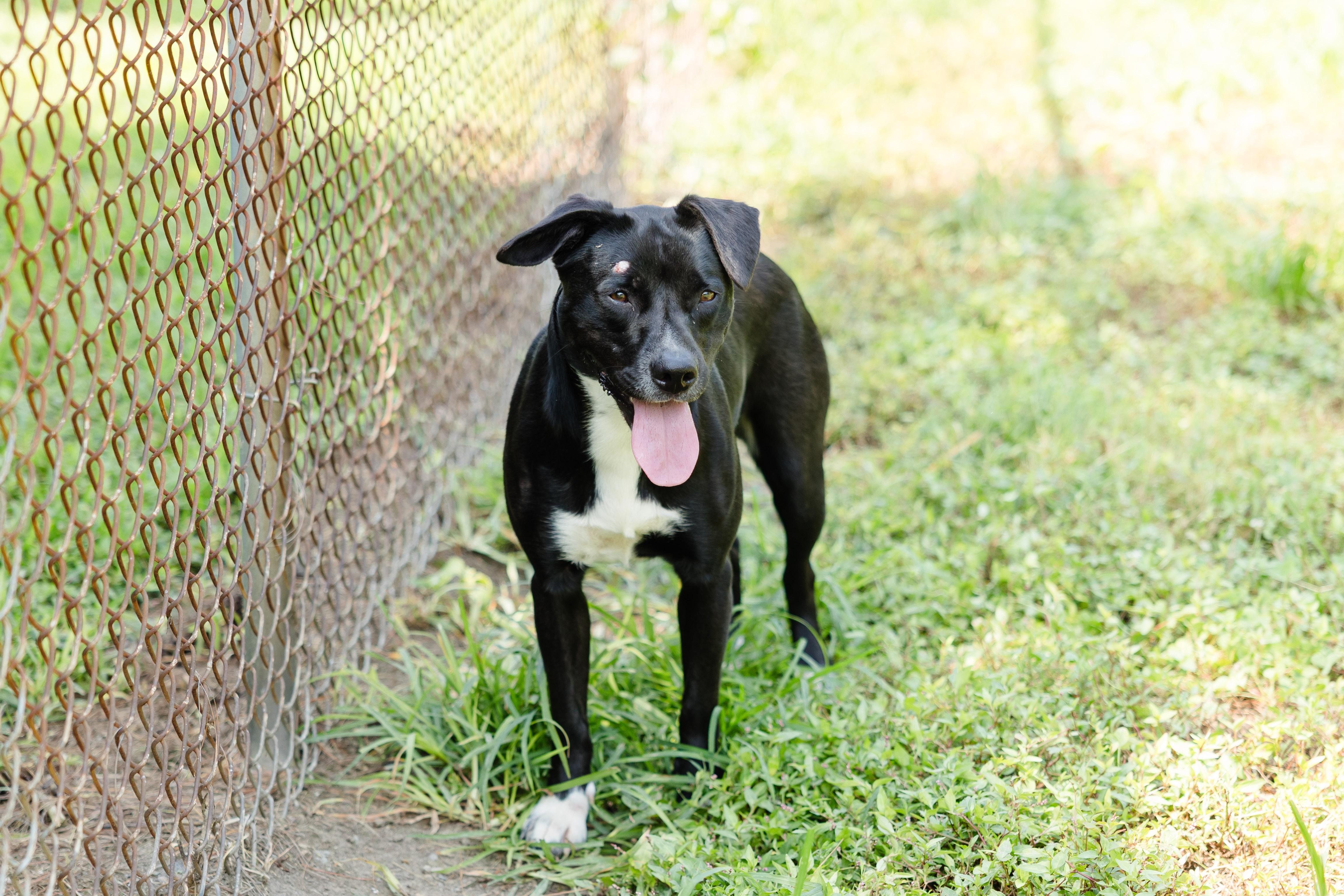 Laguna, a ADOPTABLE mixed breed in Newburgh, IN image 4/4