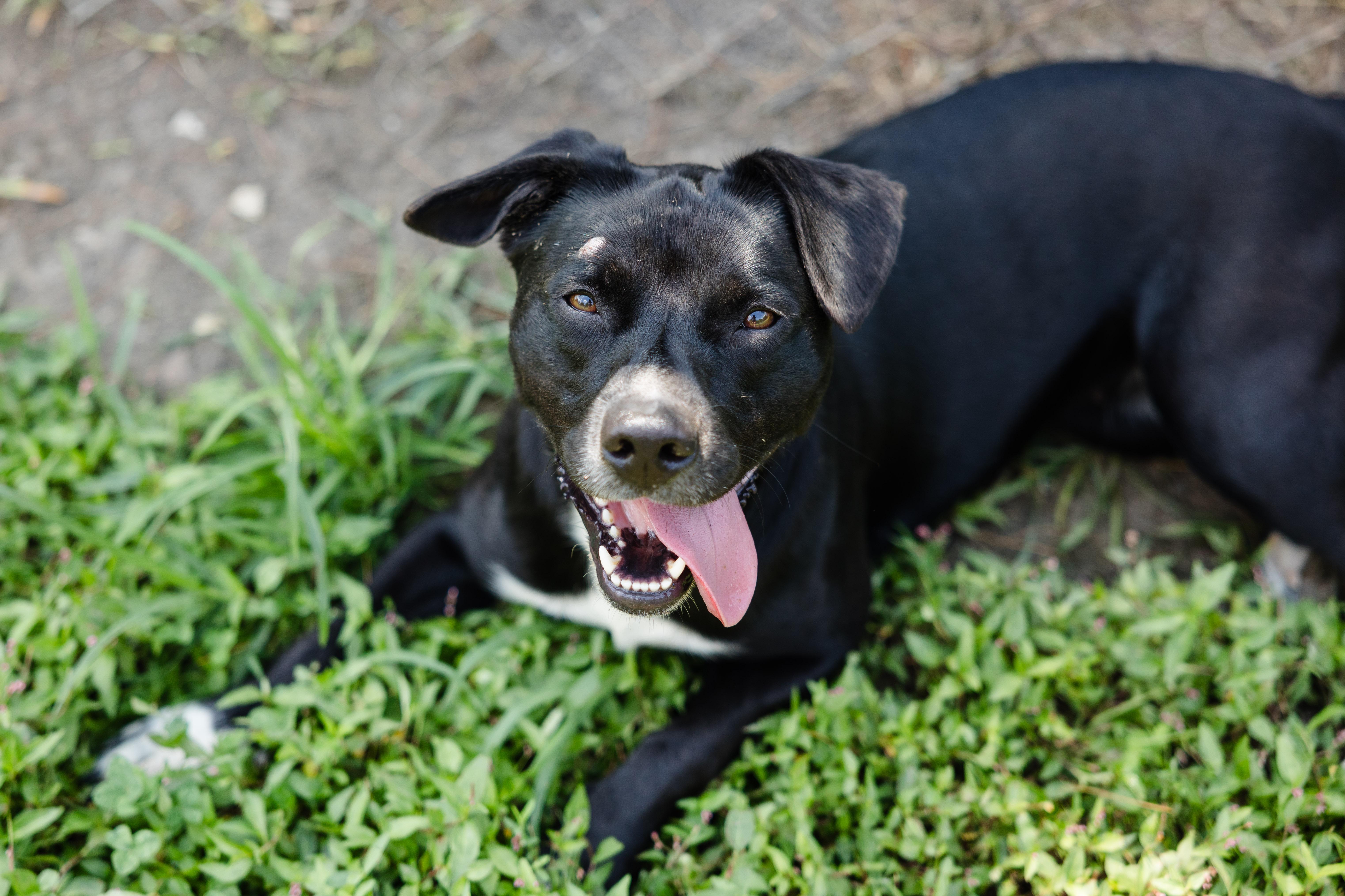 Laguna, ADOPTABLE, Adult Female Labrador Retriever.