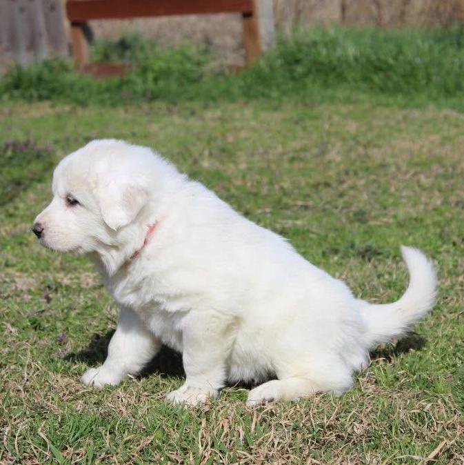 Marshmallow — thumbnail 2