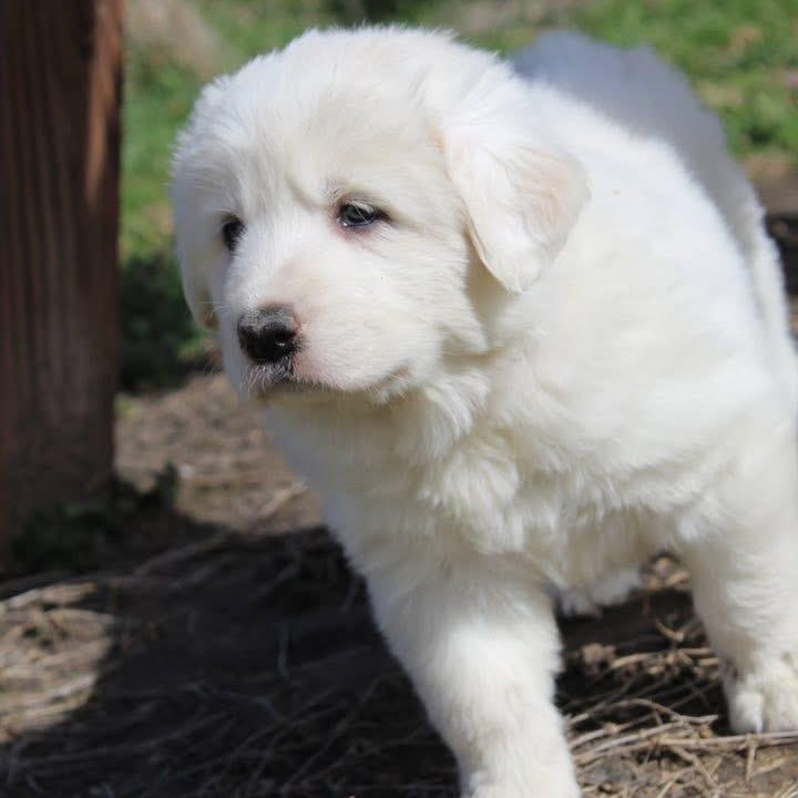 Marshmallow — thumbnail 3