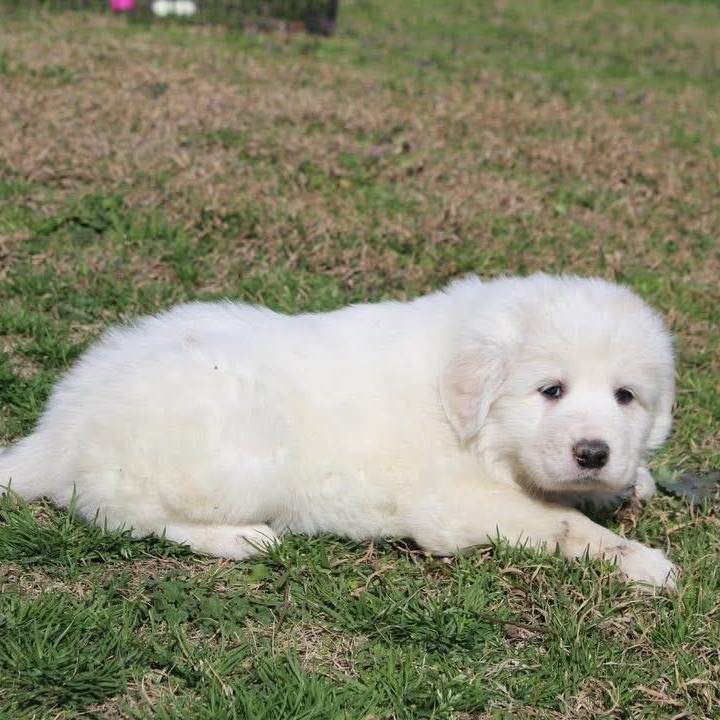 Marshmallow — thumbnail 4