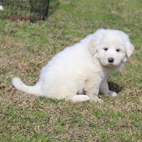 Marshmallow — thumbnail 5