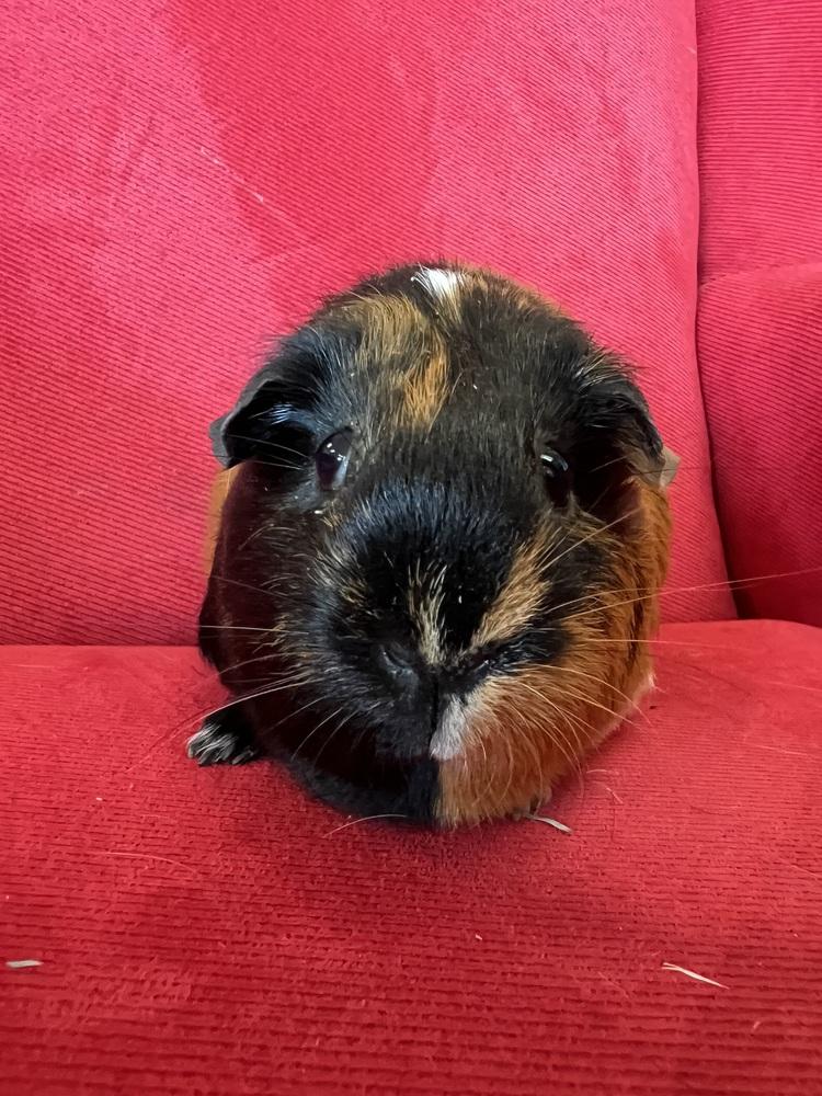 Enlarge Fresna (Bonded to Pasadena), a Adoptable Guinea Pig in San Diego, CA image 1/2