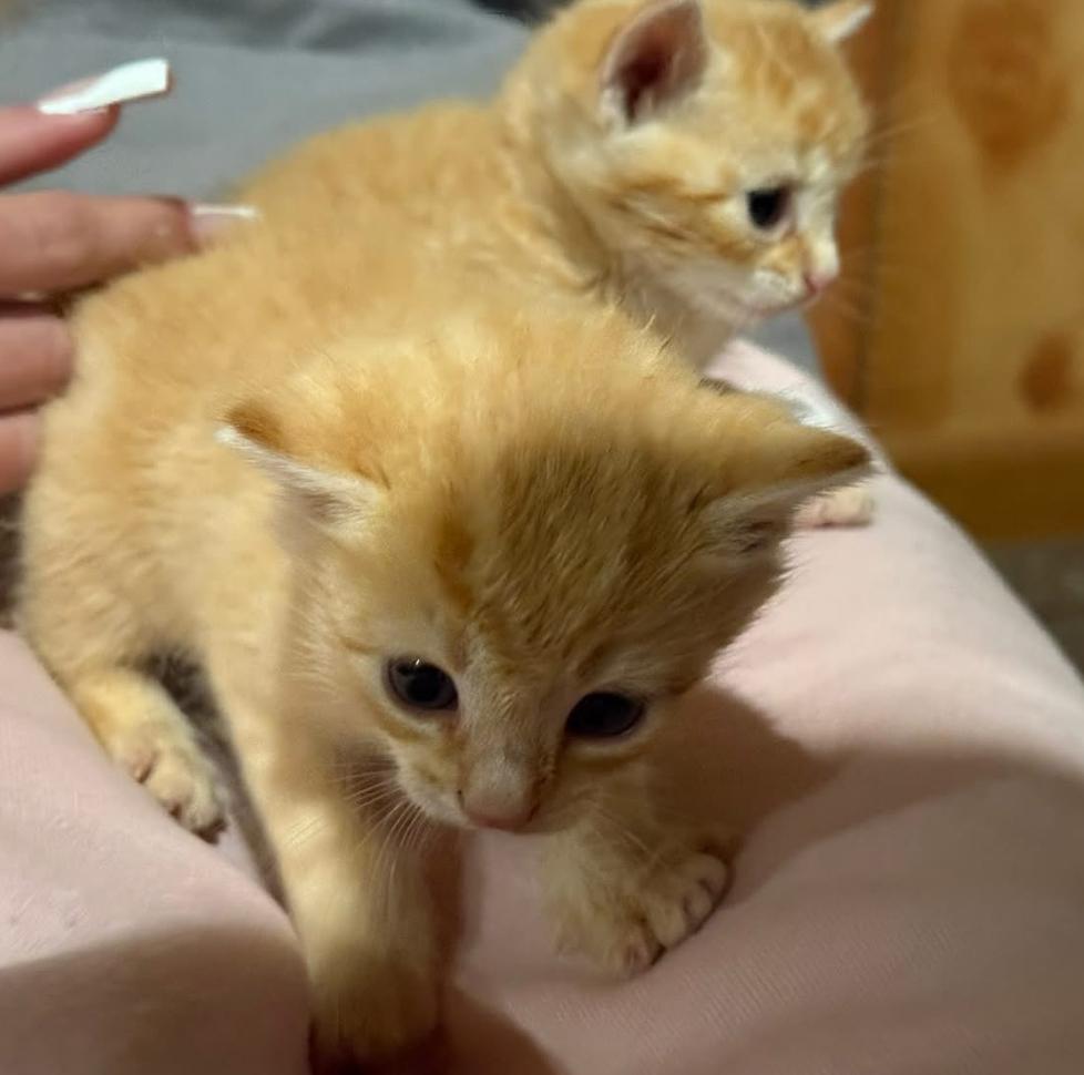 Enlarge Lil Spice (Whitehall Widdles), a Adopted Domestic Short Hair in Telford, PA image 2/2