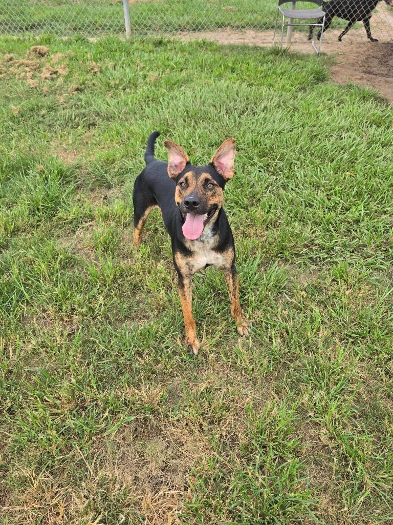 Enlarge rascal, a Adoptable Shepherd in Humble, TX image 1/1