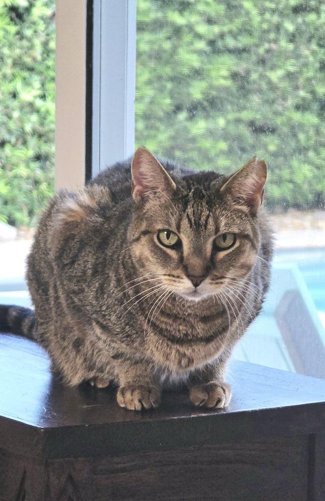 Sweetie, a Adoptable Tabby in Hollywood, FL image 3/4