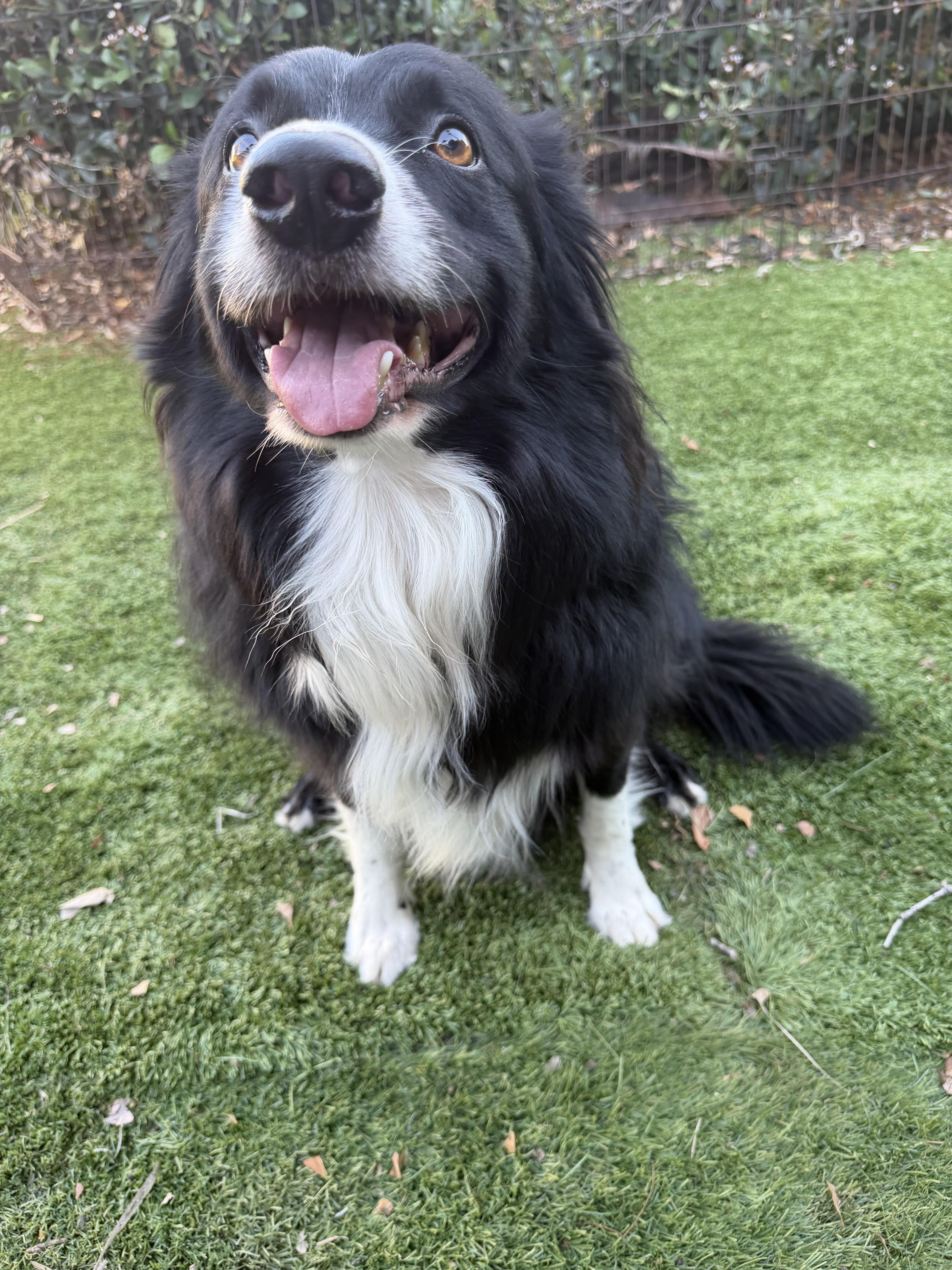 Enlarge MURPHY, an adopted Border Collie in Carlsbad, CA image 2/6