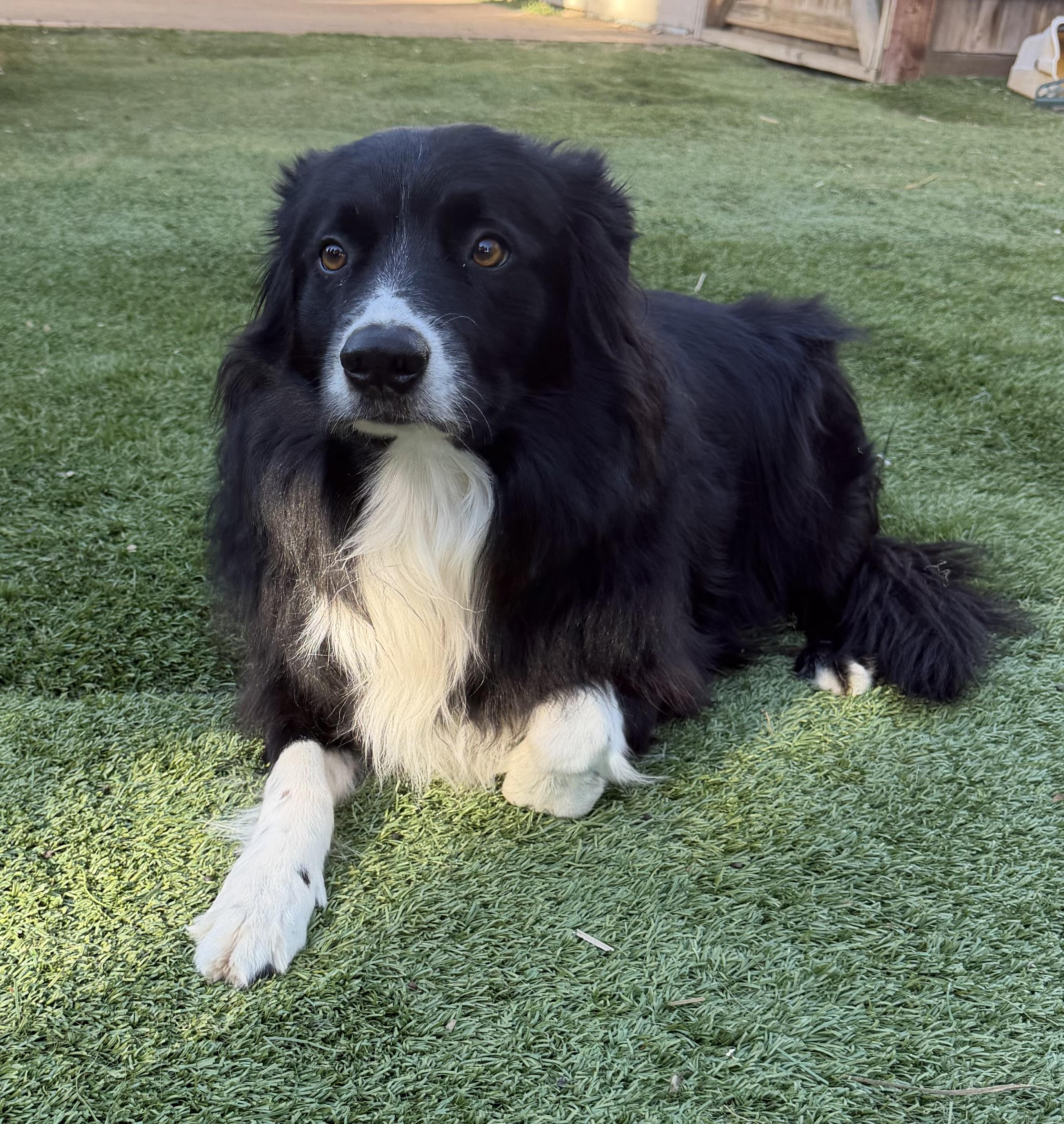 Enlarge MURPHY, an adopted Border Collie in Carlsbad, CA image 4/6