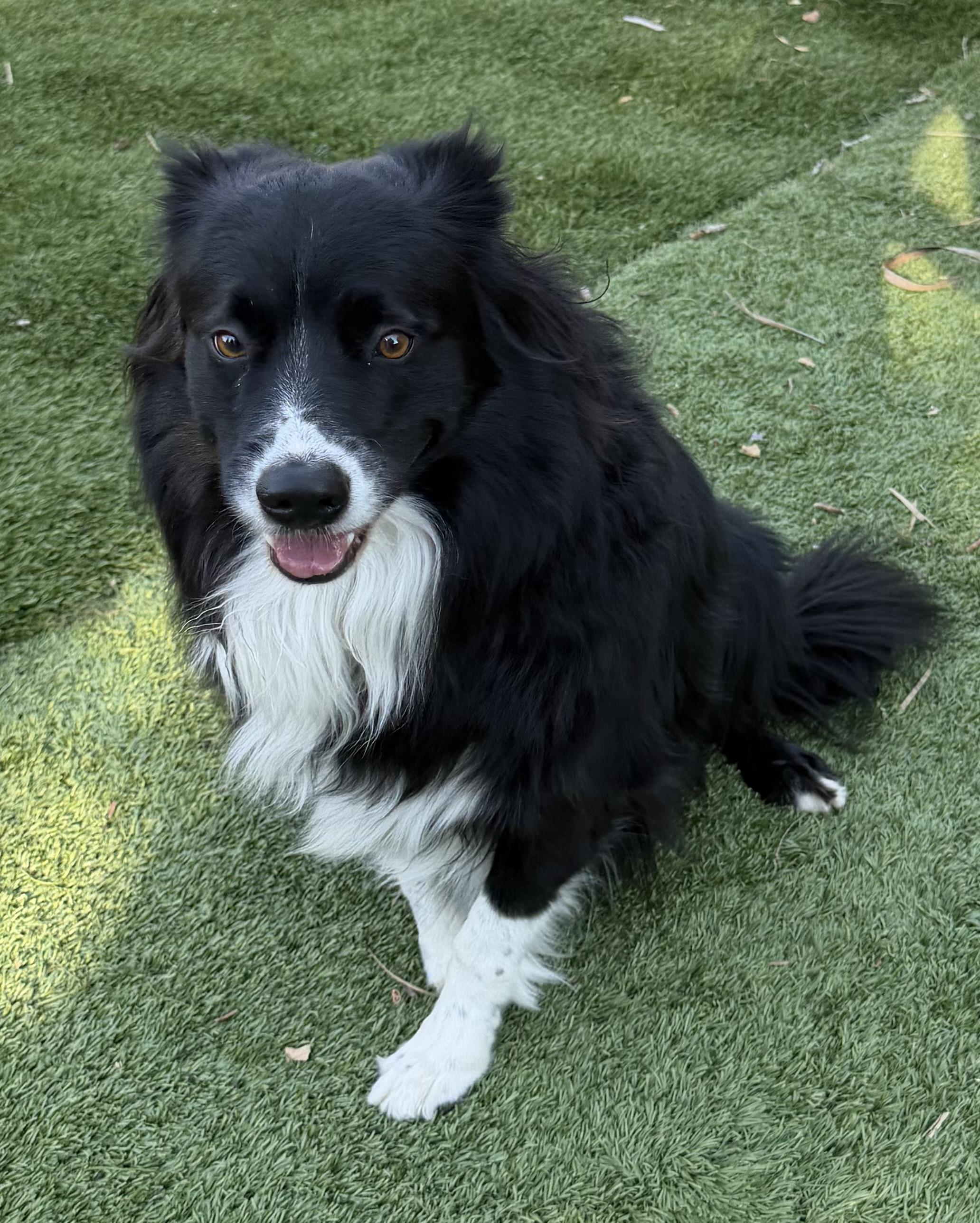 Enlarge MURPHY, an adopted Border Collie in Carlsbad, CA image 5/6