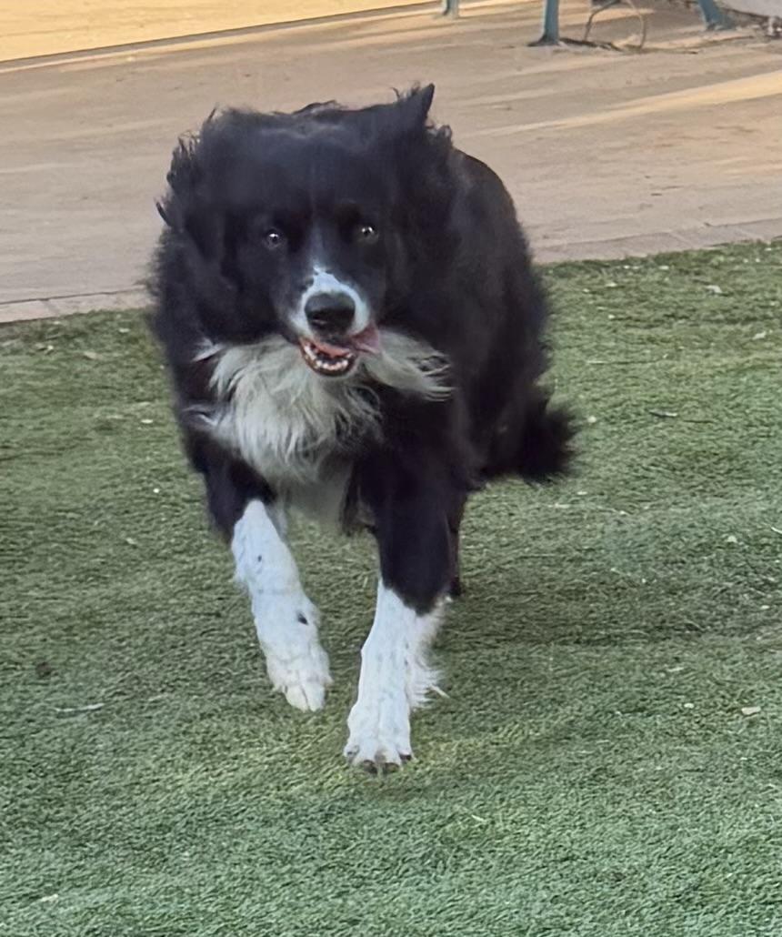 Enlarge MURPHY, an adopted Border Collie in Carlsbad, CA image 6/6