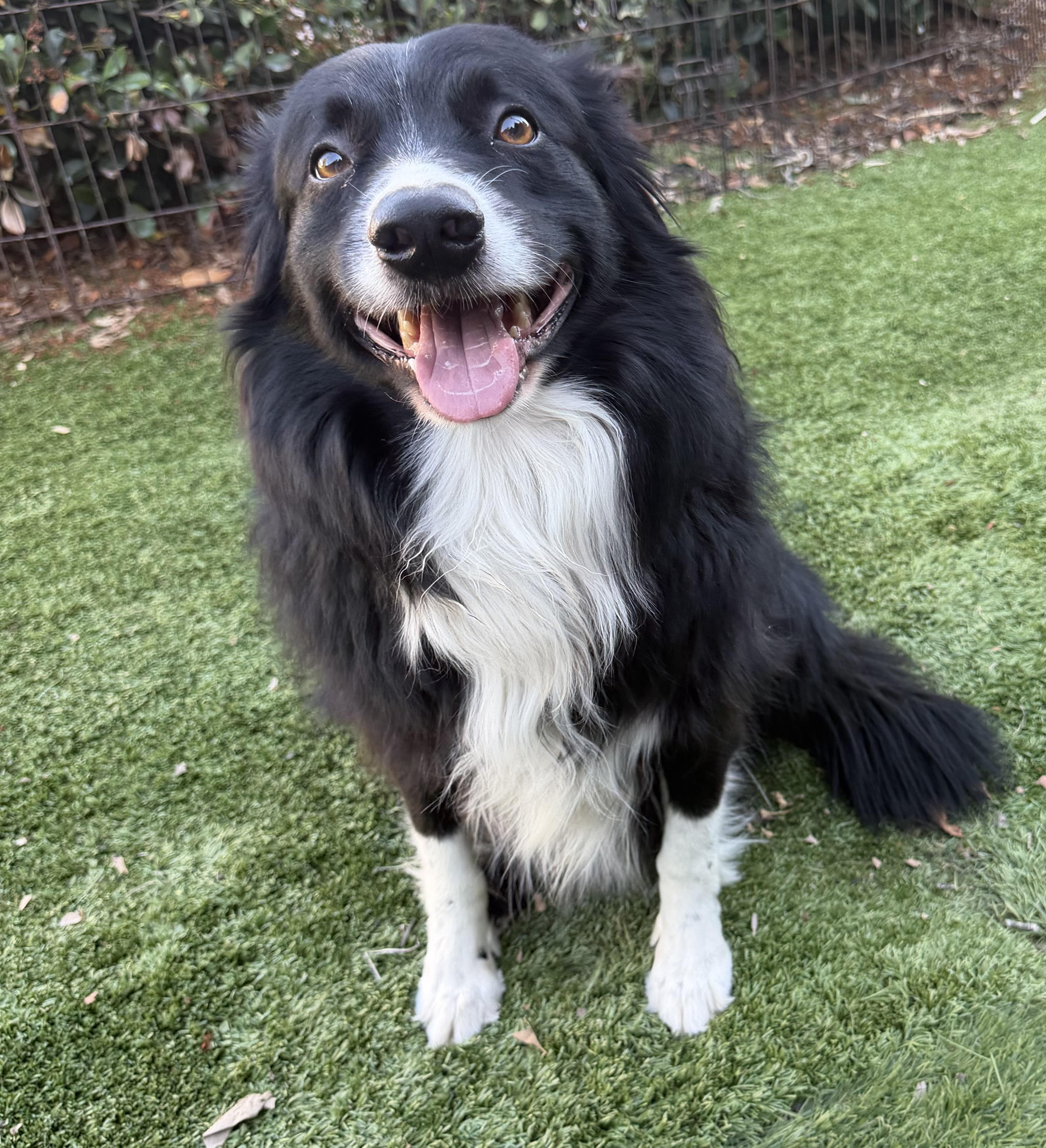 MURPHY, adopted, Adult Male Border Collie.