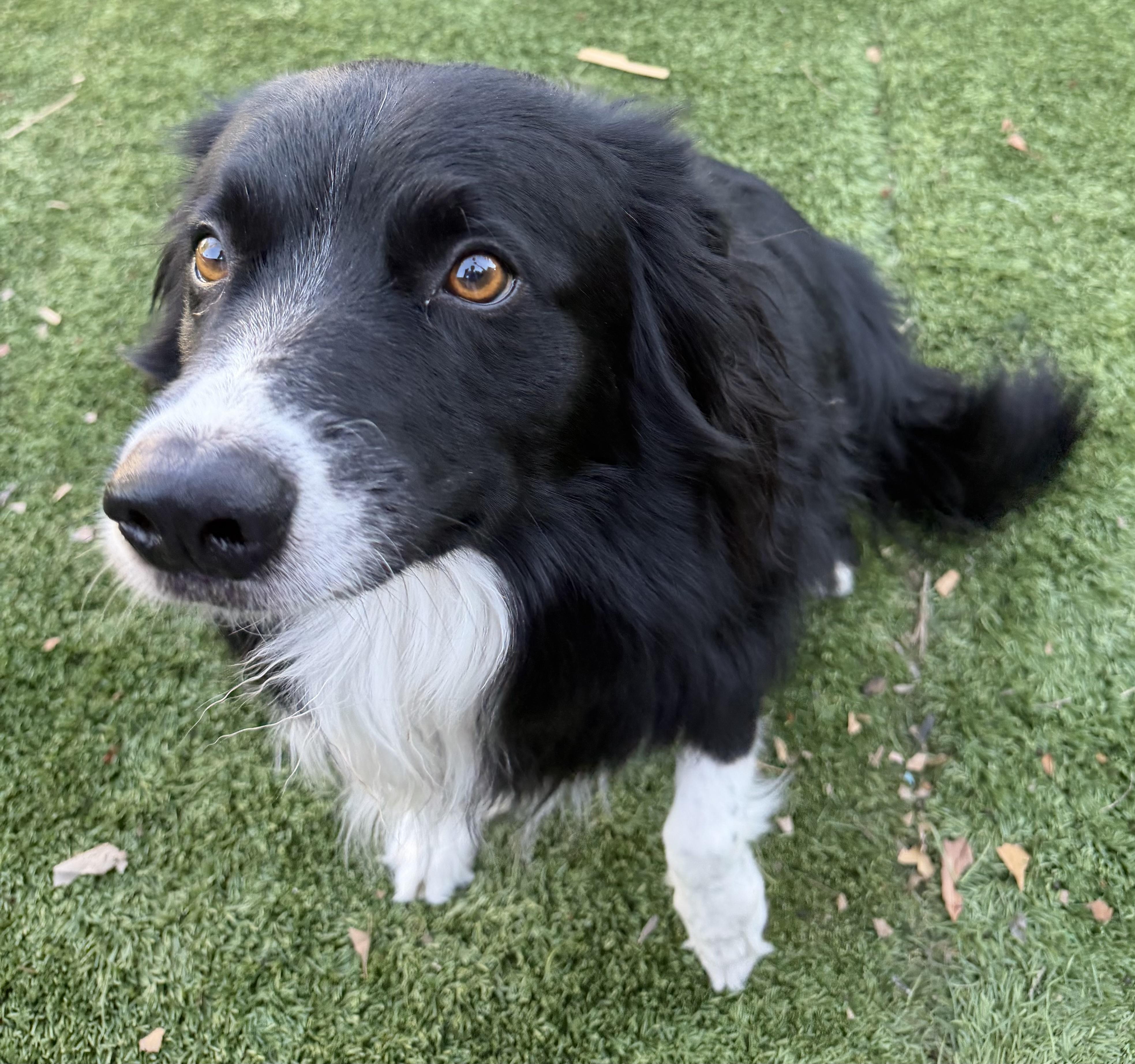 Enlarge MURPHY, an adopted Border Collie in Carlsbad, CA image 3/6