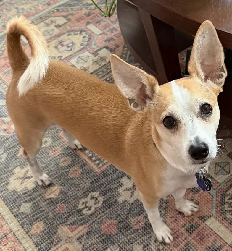 Lucky, Adoptable, Adult Male Chihuahua & Jack Russell Terrier.