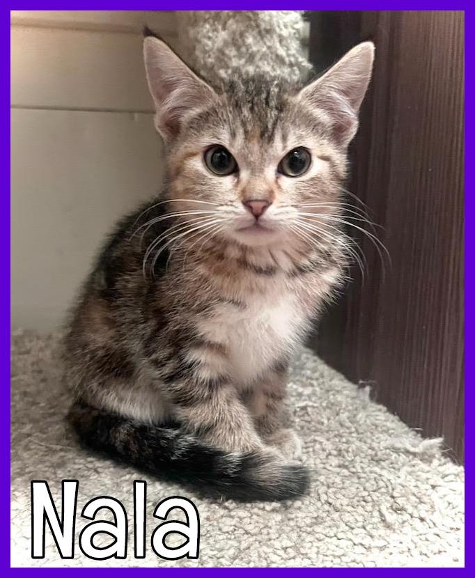 Nala, adopted, Kitten Female Domestic Medium Hair.