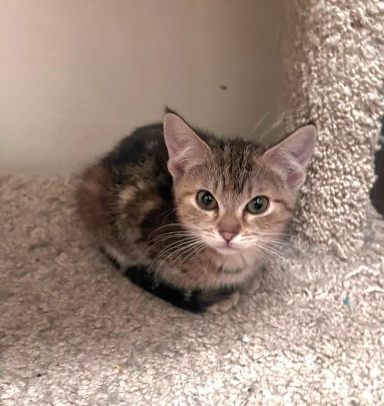 Enlarge Nala, an adopted Domestic Medium Hair in Valley City, ND image 2/3