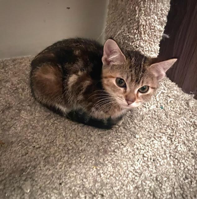 Enlarge Nala, an adopted Domestic Medium Hair in Valley City, ND image 3/3