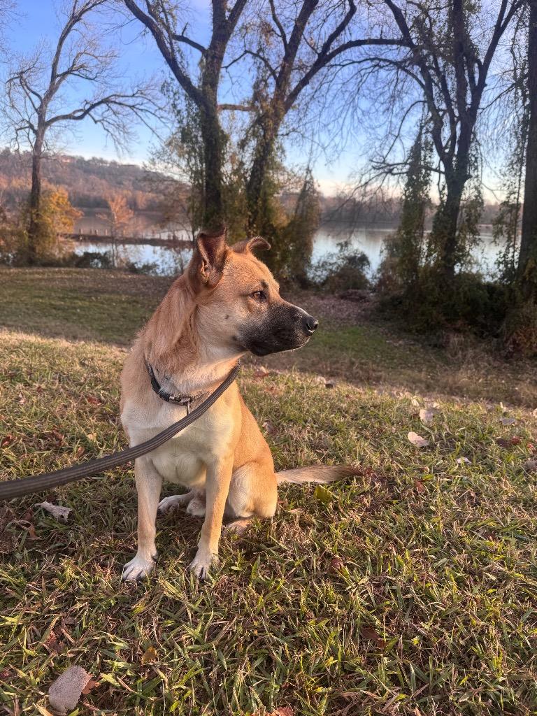 Lancelot, Adoptable, Adult Male Shepherd.