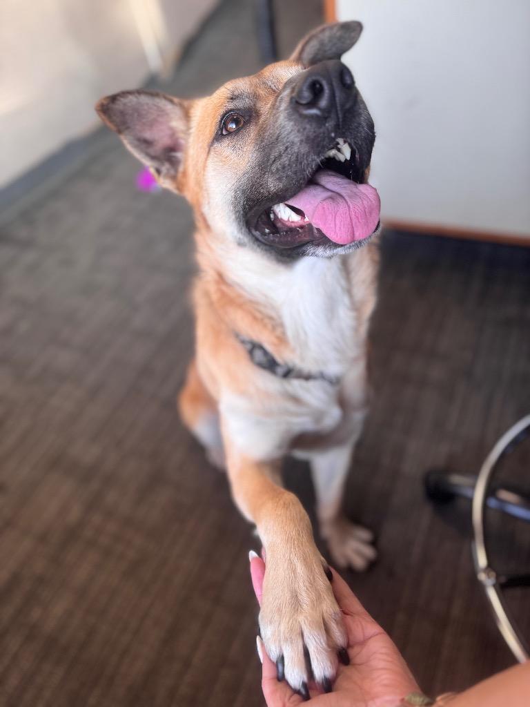 Lancelot, a Adoptable mixed breed in Little Rock, AR image 2/6