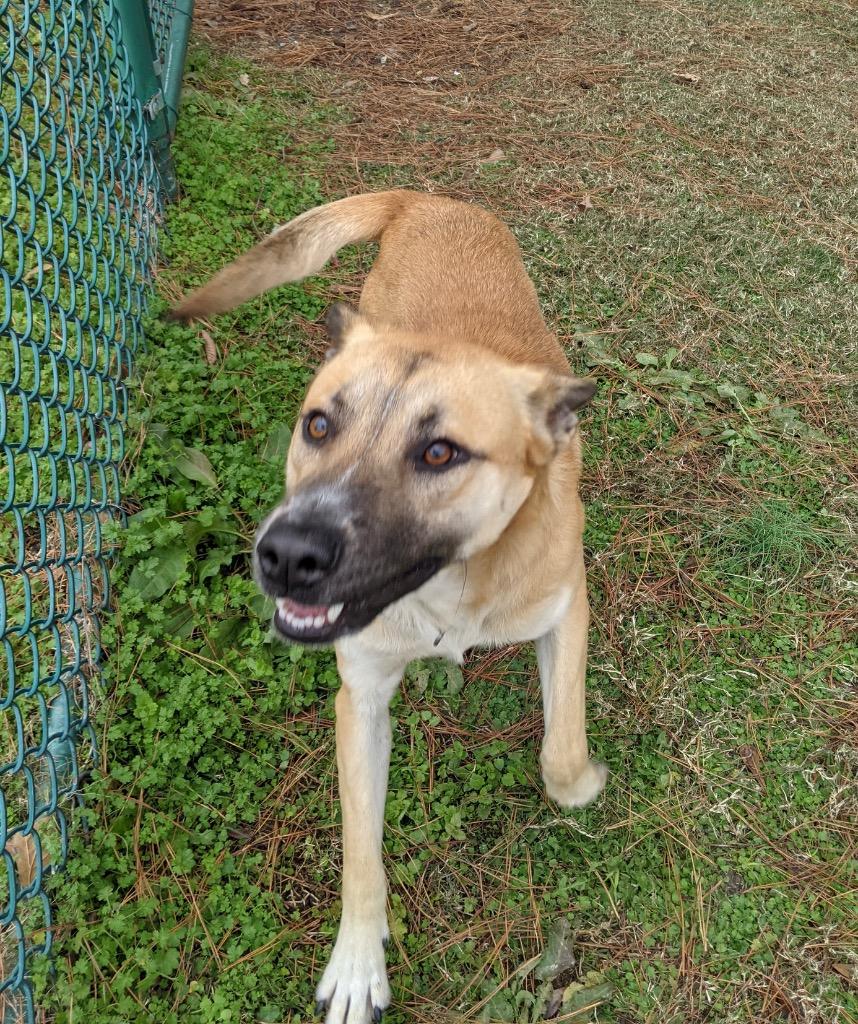 Lancelot, a Adoptable mixed breed in Little Rock, AR image 3/6