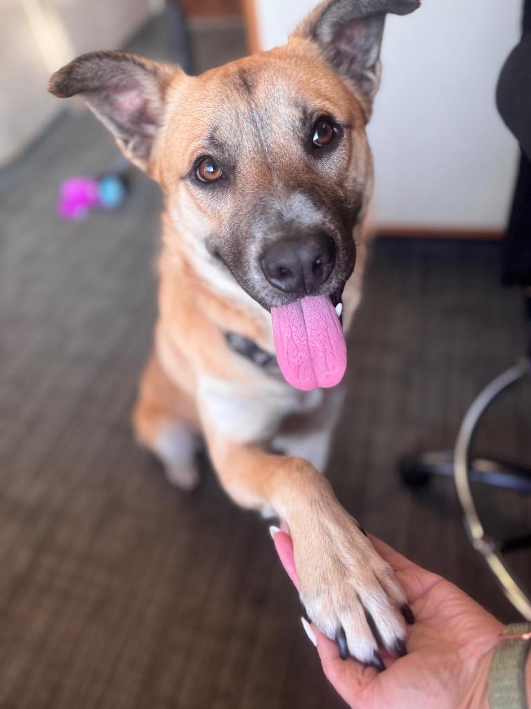 Lancelot, a Adoptable mixed breed in Little Rock, AR image 4/6