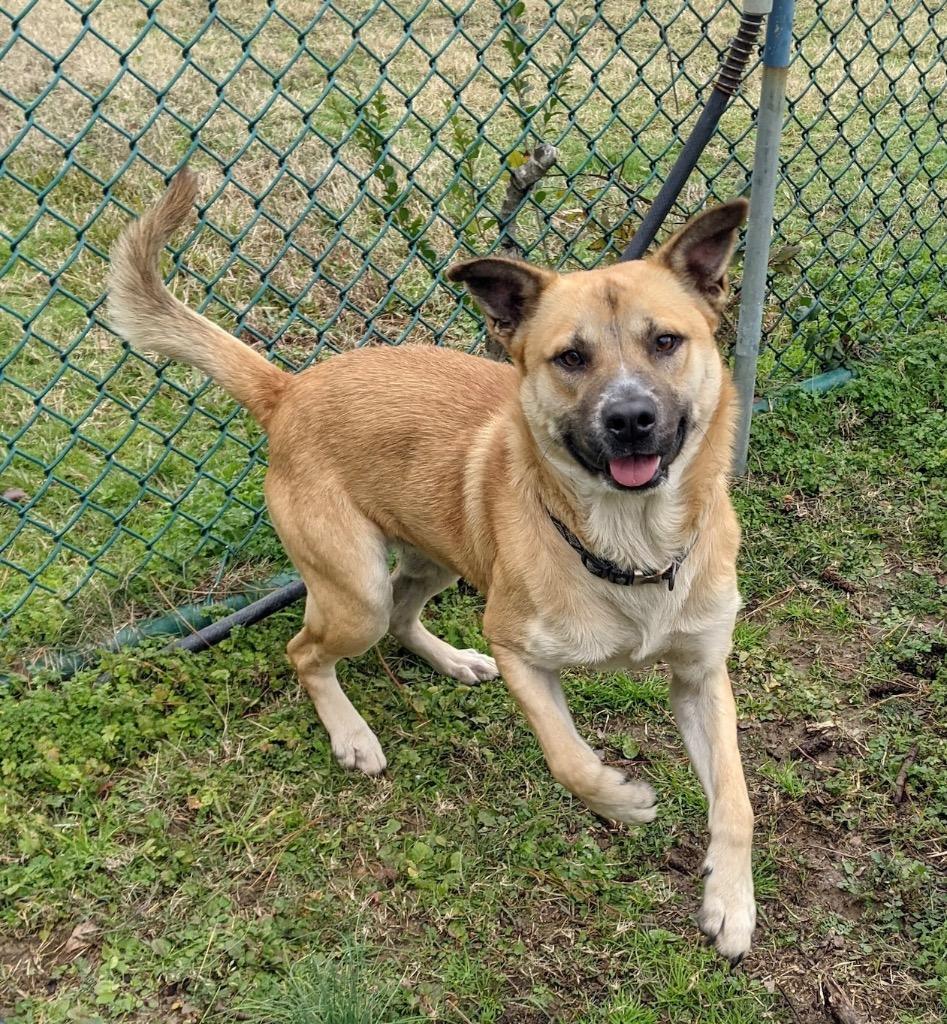 Lancelot, a Adoptable mixed breed in Little Rock, AR image 5/6