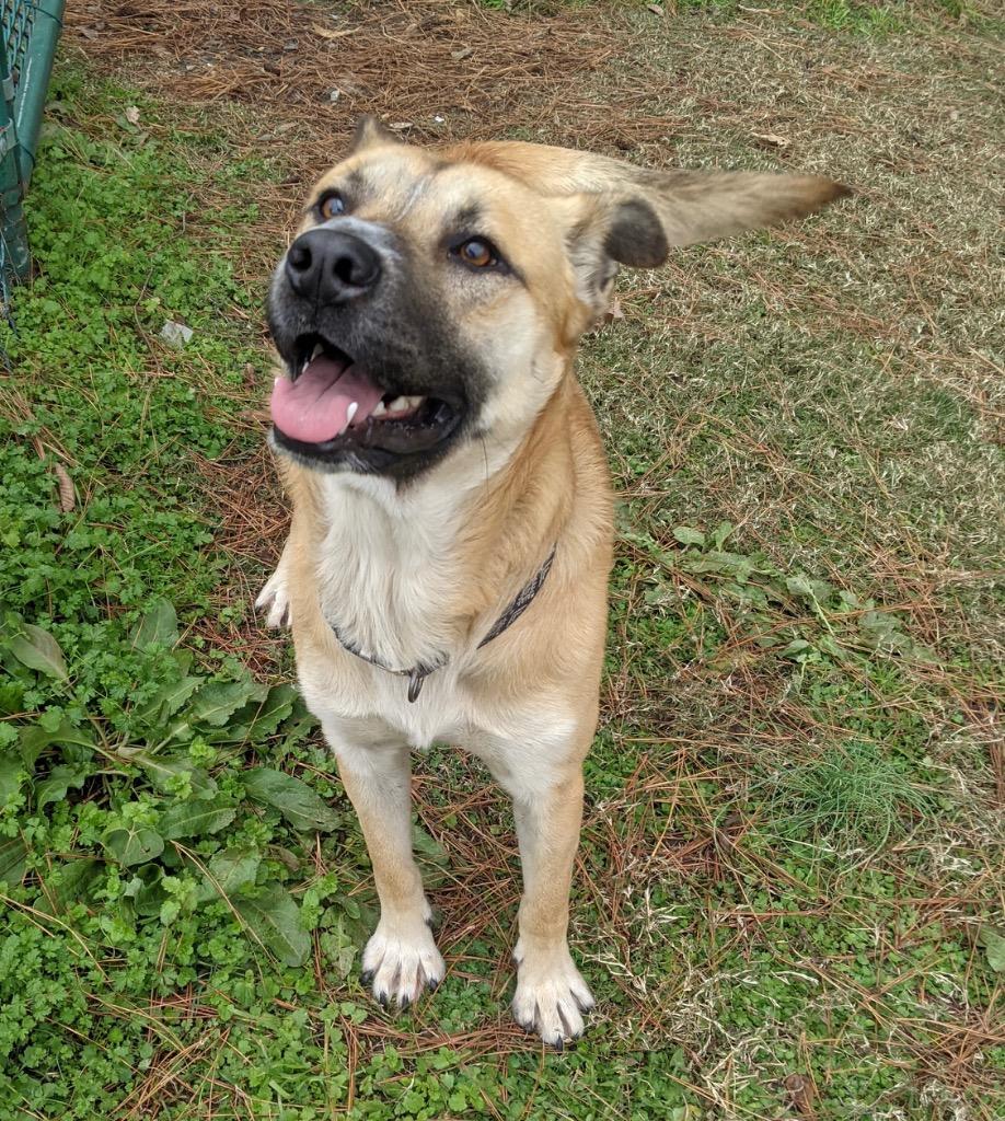 Lancelot, a Adoptable mixed breed in Little Rock, AR image 6/6