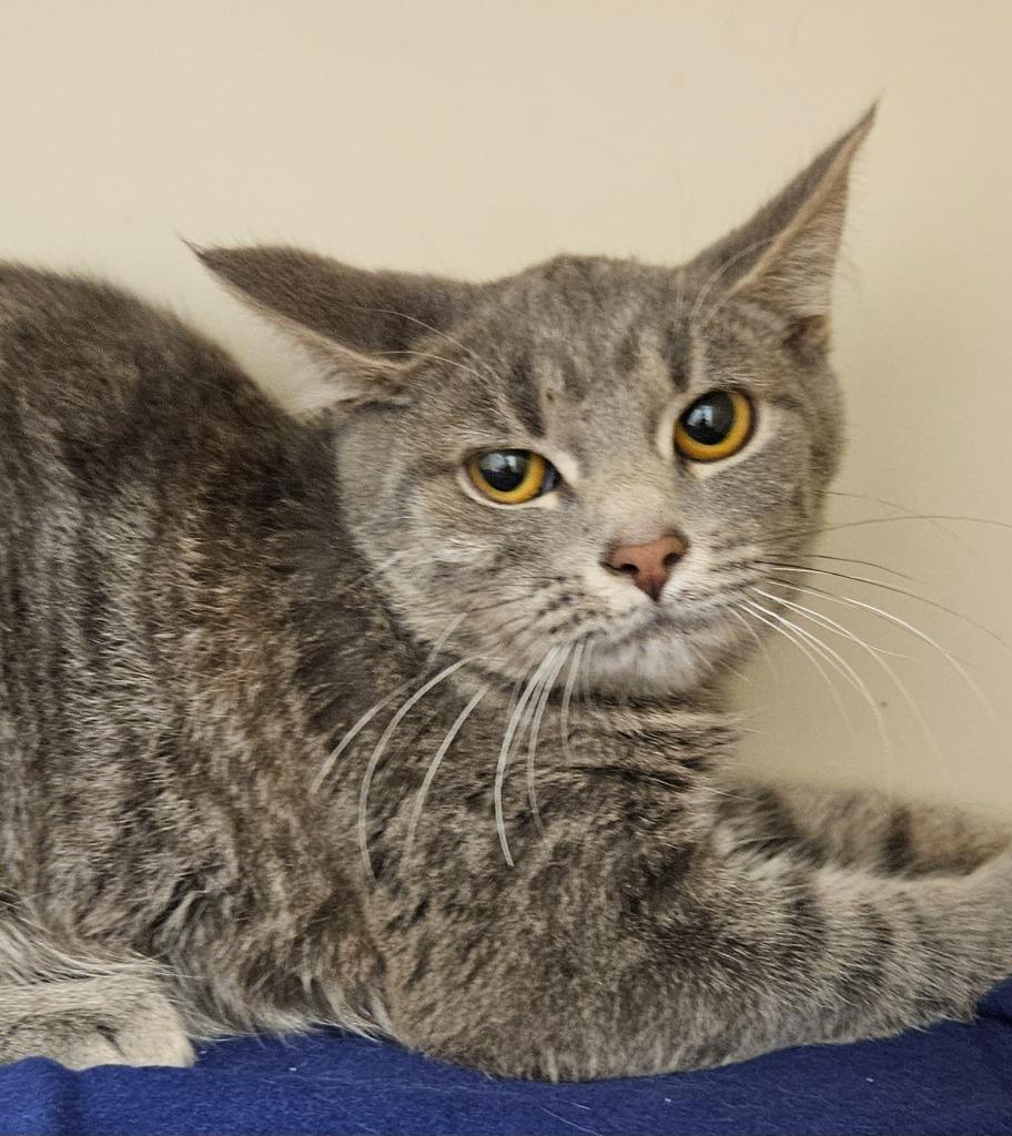 Enlarge Sally, a Adoptable mixed breed in Bloomington, IN image 1/1