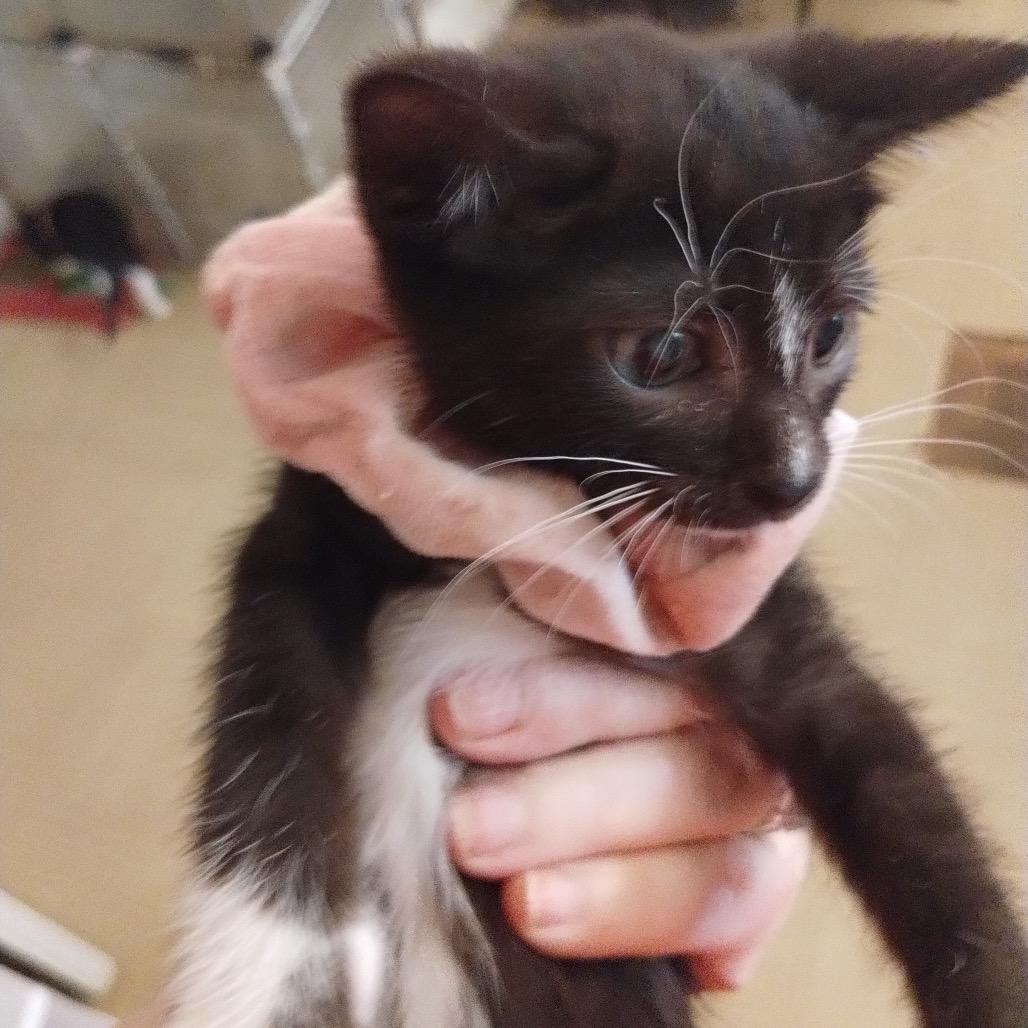 Princess, Adoptable, Kitten Female American Shorthair.