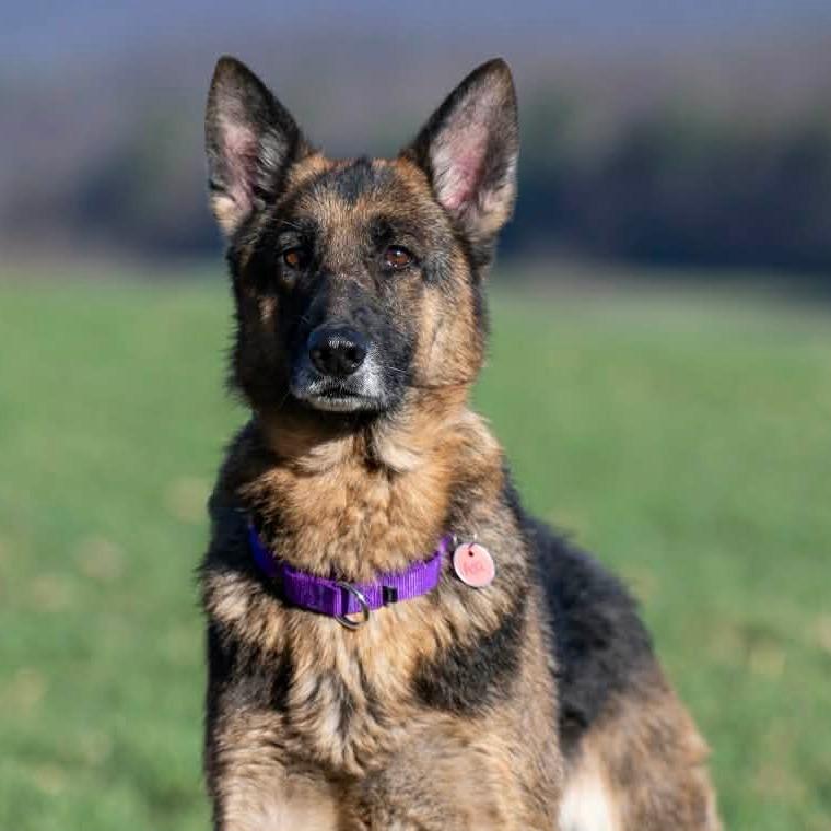 Enlarge Ada (26-149), a Adoptable German Shepherd Dog in New Ringgold, PA image 1/6