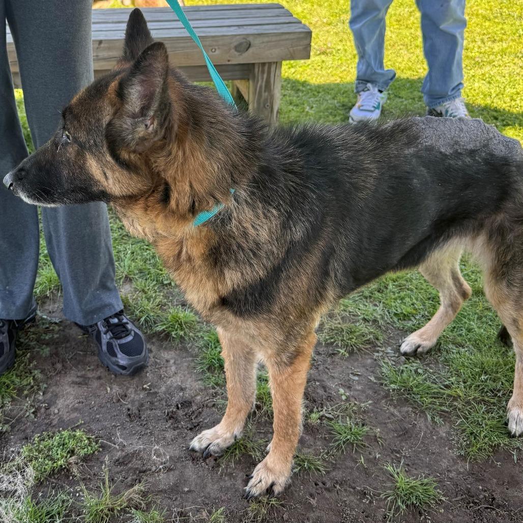 Enlarge Ada (26-149), a Adoptable German Shepherd Dog in New Ringgold, PA image 2/6