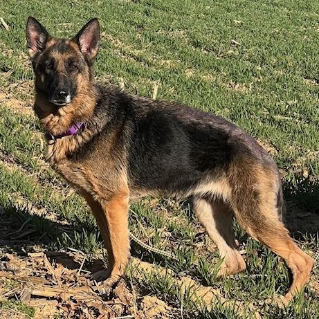Enlarge Ada (26-149), a Adoptable German Shepherd Dog in New Ringgold, PA image 3/6