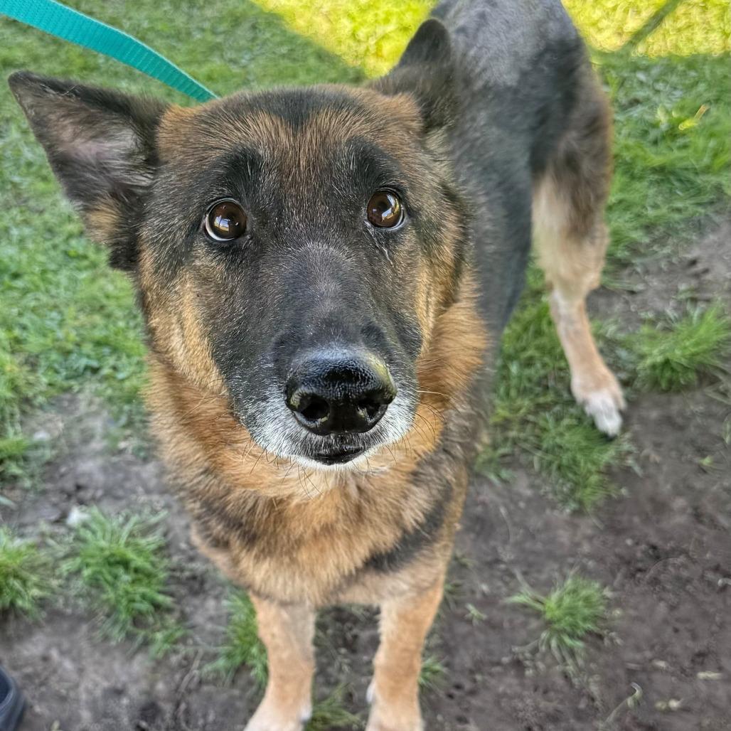 Enlarge Ada (26-149), a Adoptable German Shepherd Dog in New Ringgold, PA image 4/6