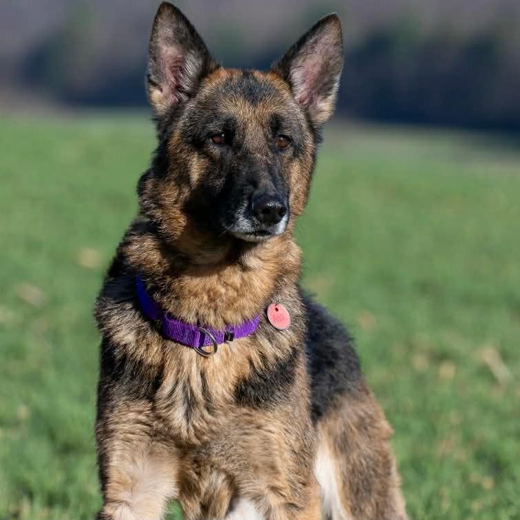 Enlarge Ada (26-149), a Adoptable German Shepherd Dog in New Ringgold, PA image 5/6