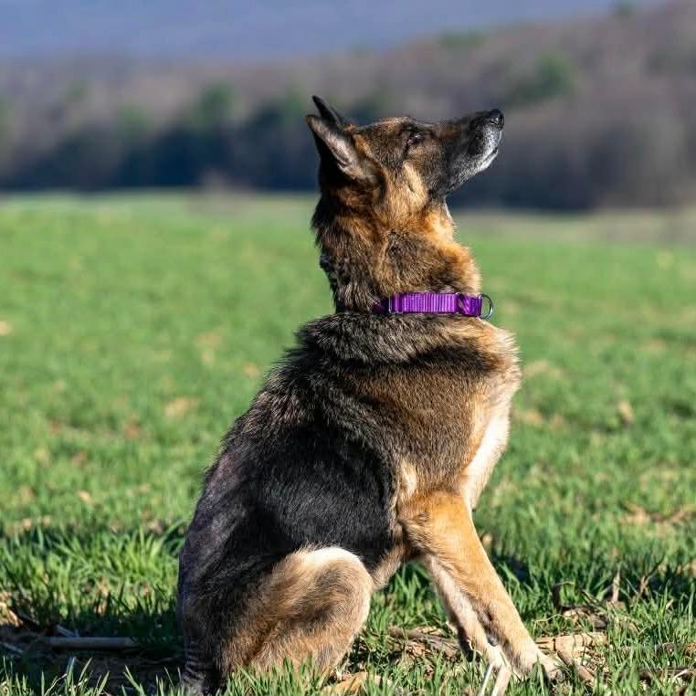 Enlarge Ada (26-149), a Adoptable German Shepherd Dog in New Ringgold, PA image 6/6