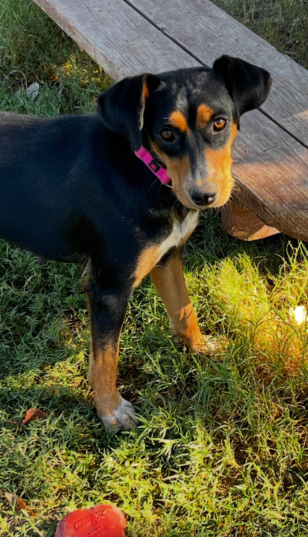 Nala