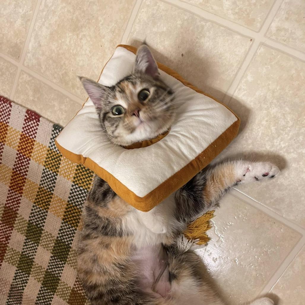 Enlarge Libby, a Adoptable Domestic Short Hair in Chaska, MN image 1/6