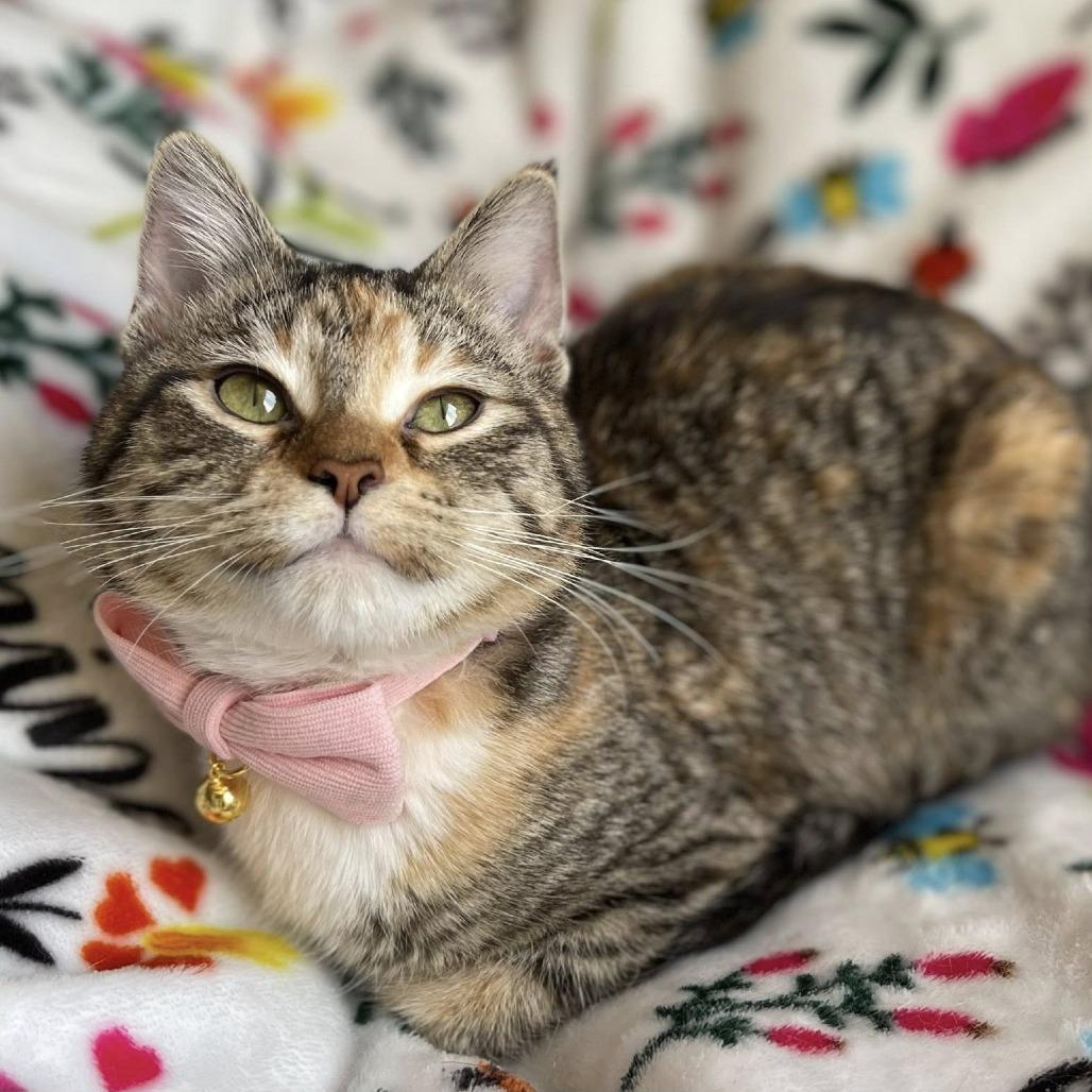 Enlarge Libby, a Adoptable Domestic Short Hair in Chaska, MN image 2/6
